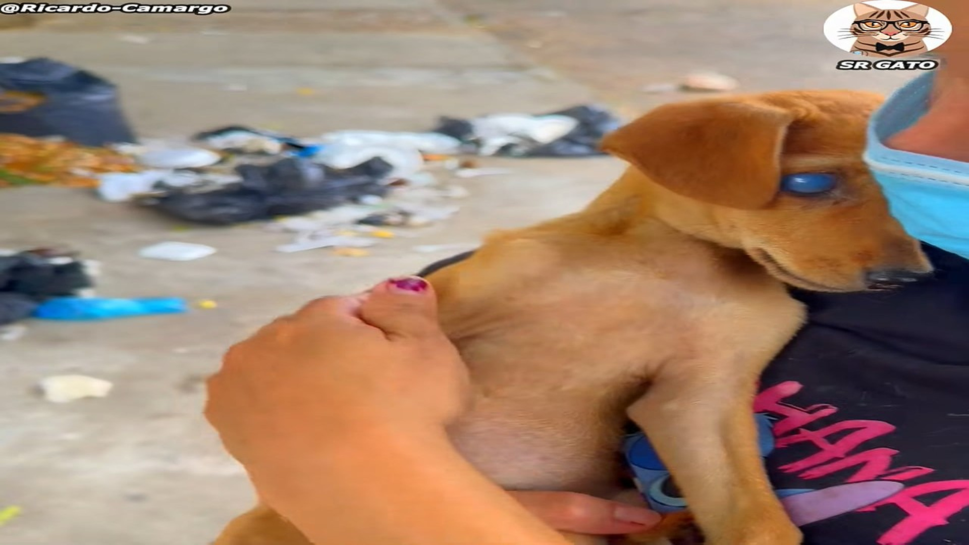 Full Video : H2107004_1.5M views 10K reactions Ayudar hace la diferencia Historia de Cielito #perros #amor #anima