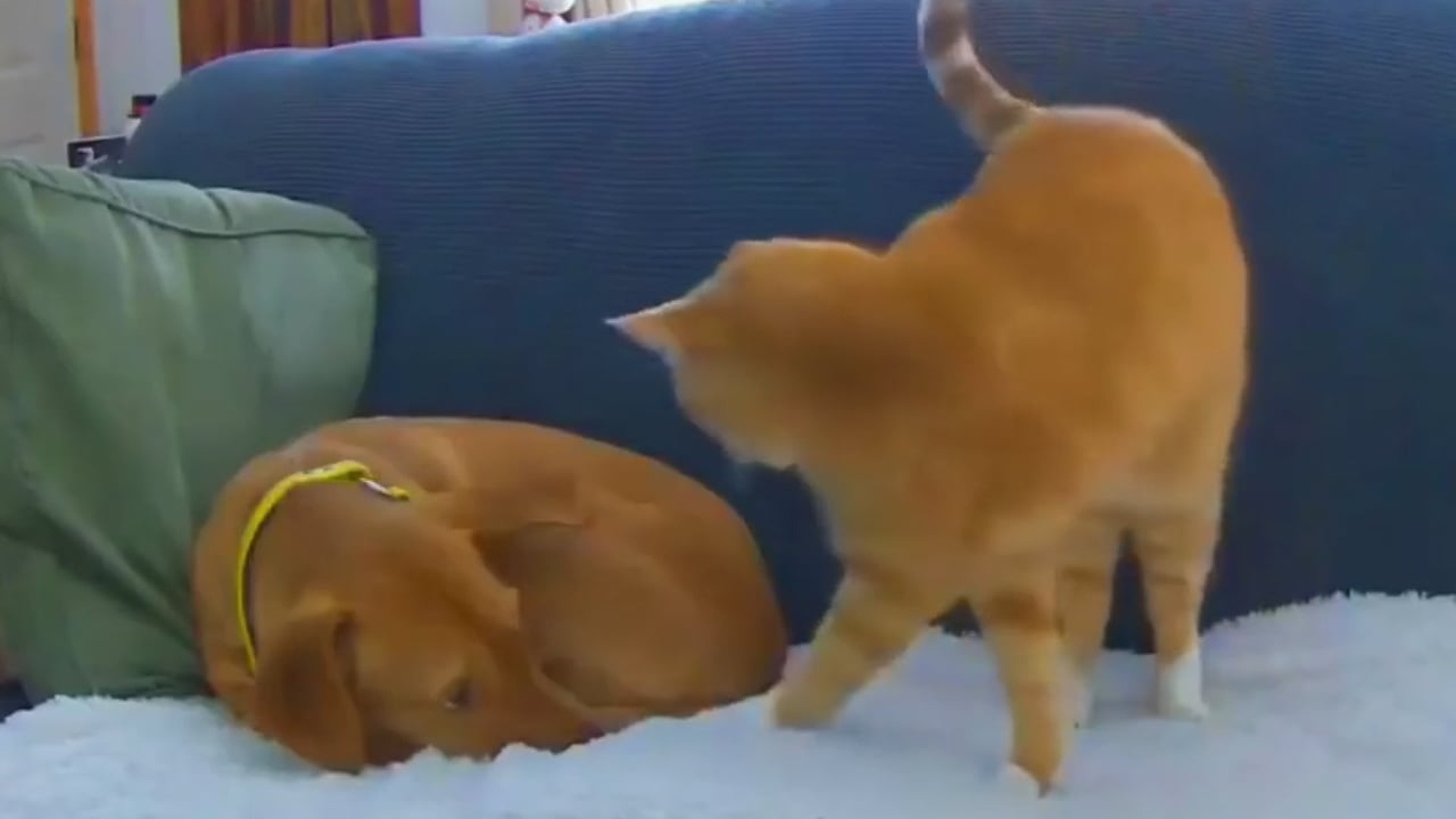 Full Video : H2107019_Como tener un mejor amigo en 35 días