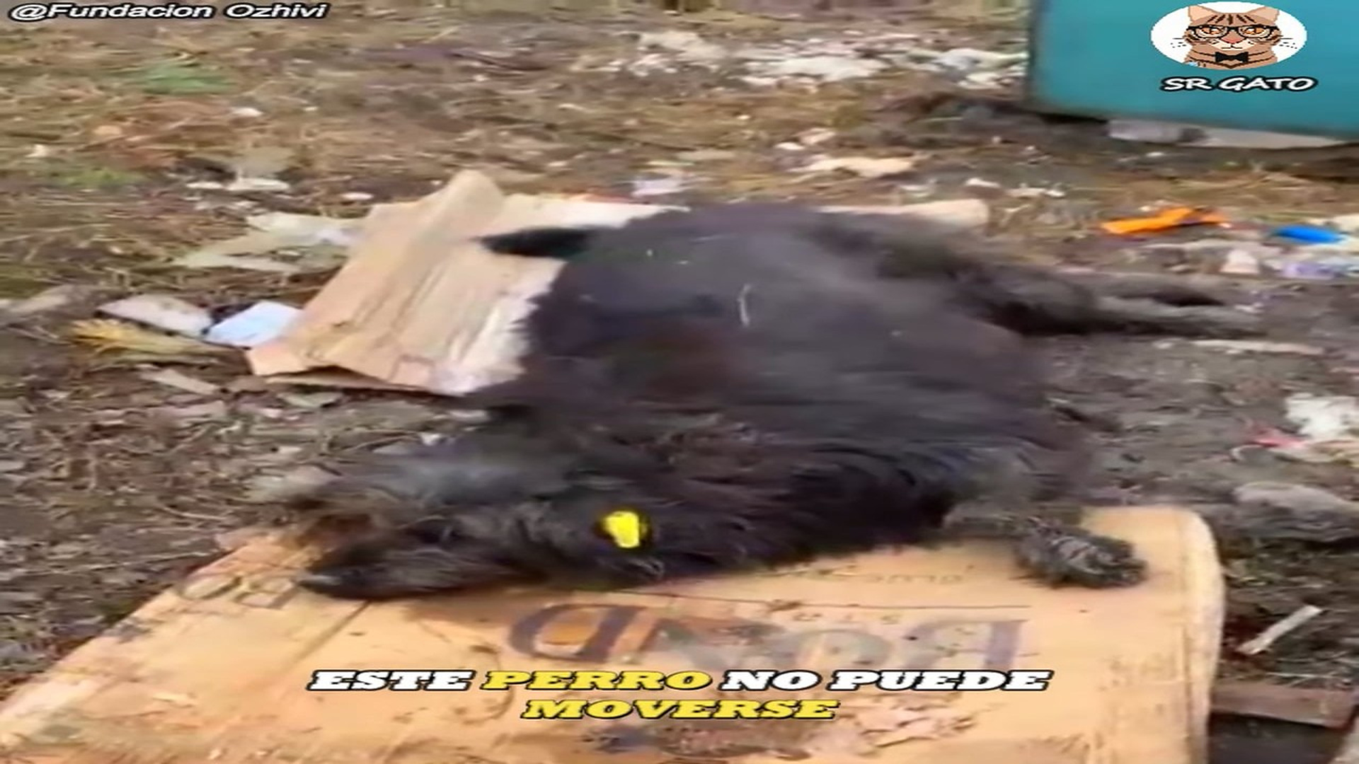 Full Video : H2107016_Su único abrigo era una caja de cartón