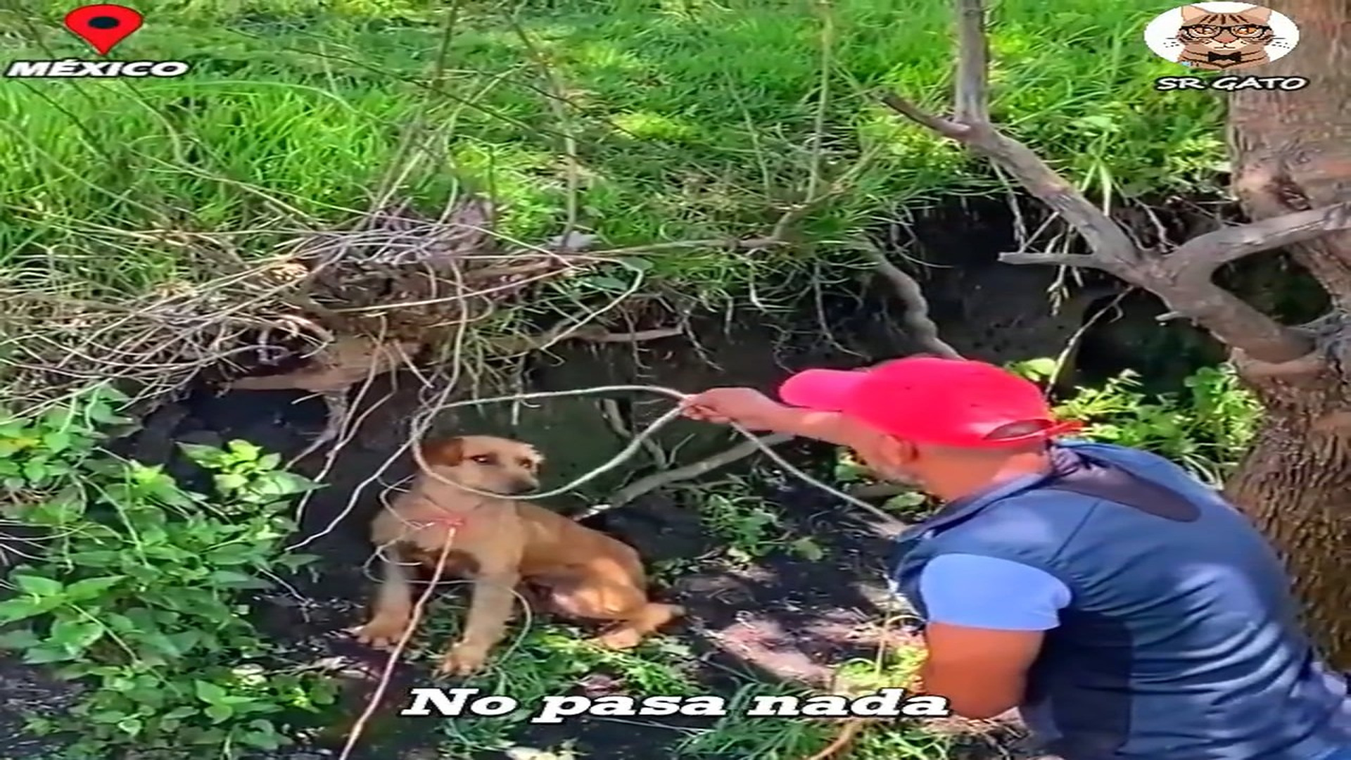 Full Video : H2107010_Su única compañía era un árbol