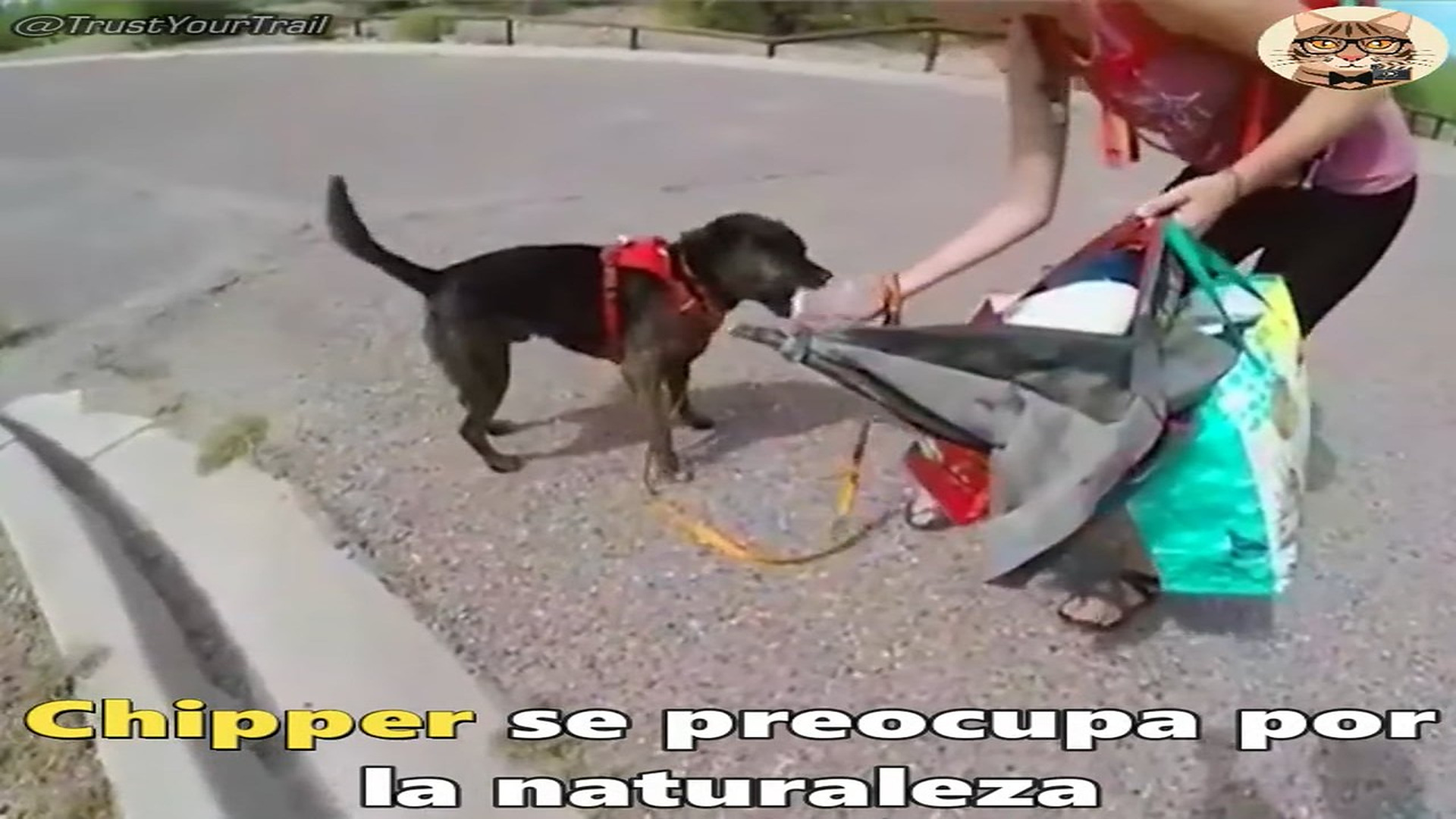 Full Video : H2107026_Este perro es una gran EJEMPLO