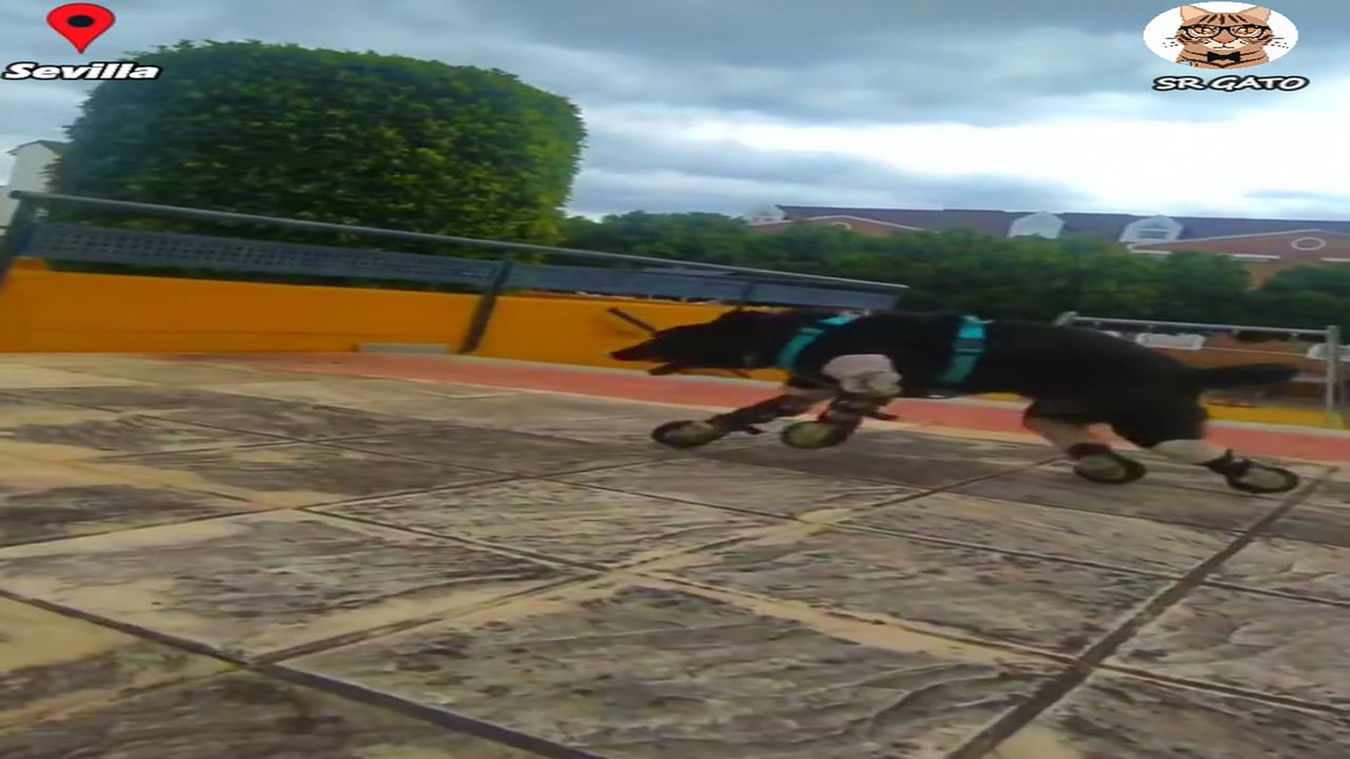 Full Video : H2207013_Anchoa Siempre Soñó con Correr de Nuevo