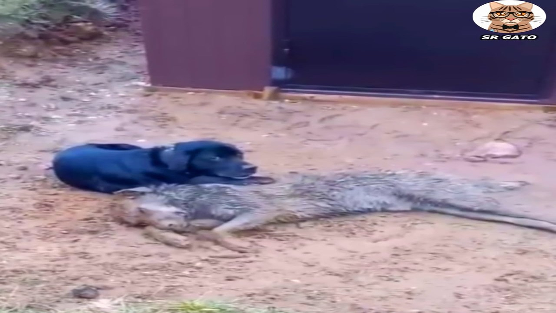 Full Video : H2207008_NO Abandono a su Amigo Hasta el Final