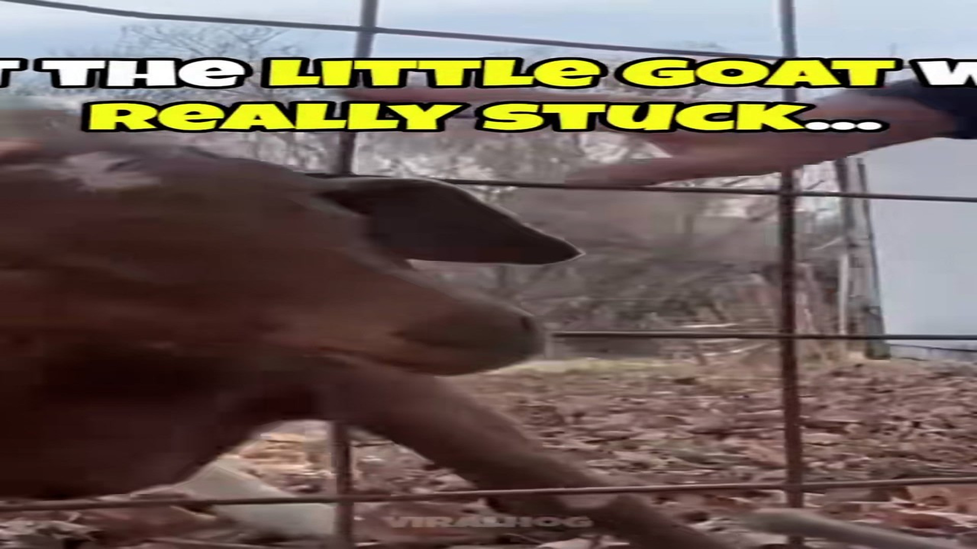 Part 2 : H2307013_ohh my god little Goat� #rescueanimals #animallove #usareels #animal #trending_part2