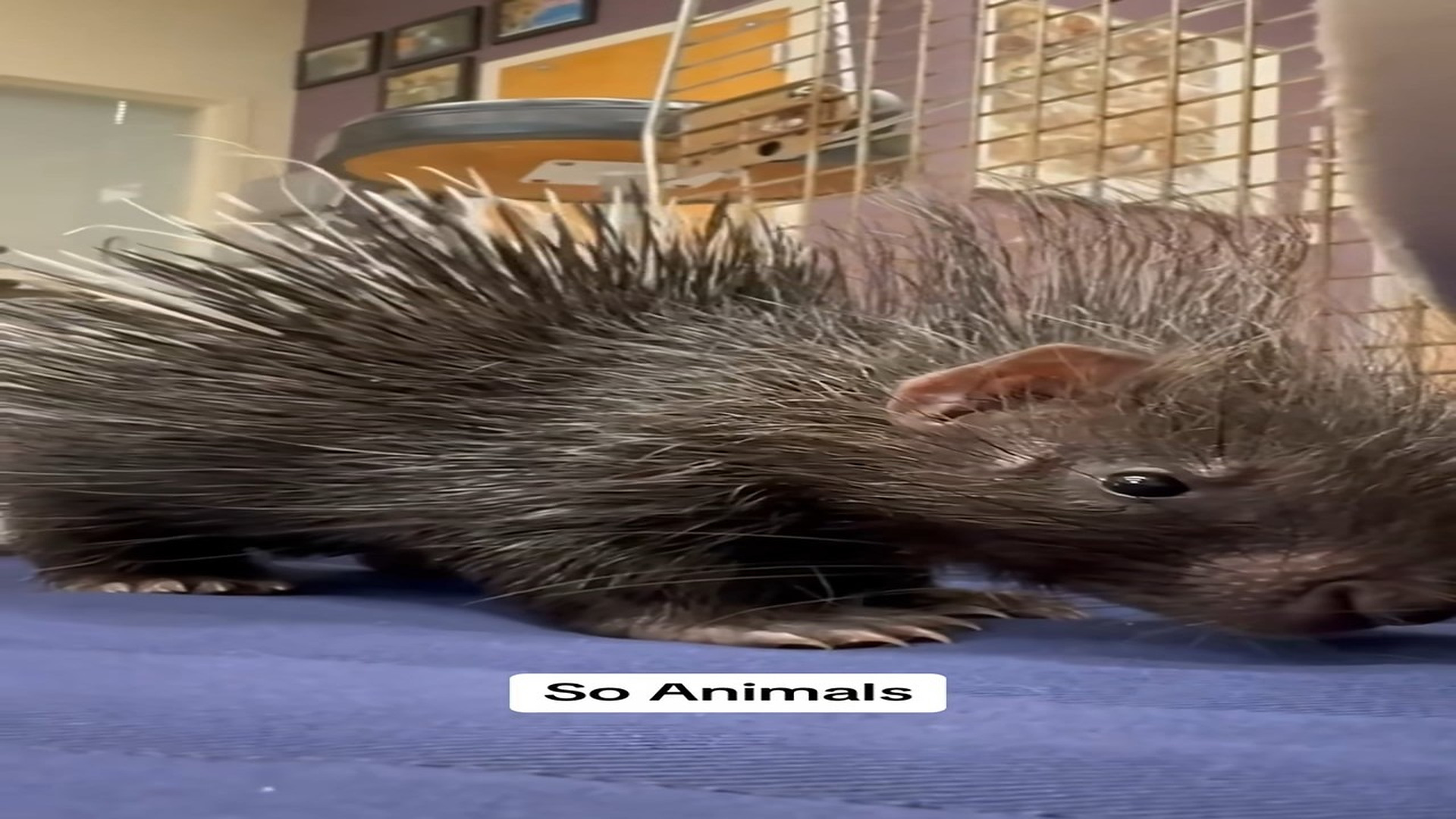 Part 2 : H2307004_Rescue a baby hedgehog stuck in a deep hole �� #animals #animal #fyp #pet #animalsoftiktok #petsof_part2