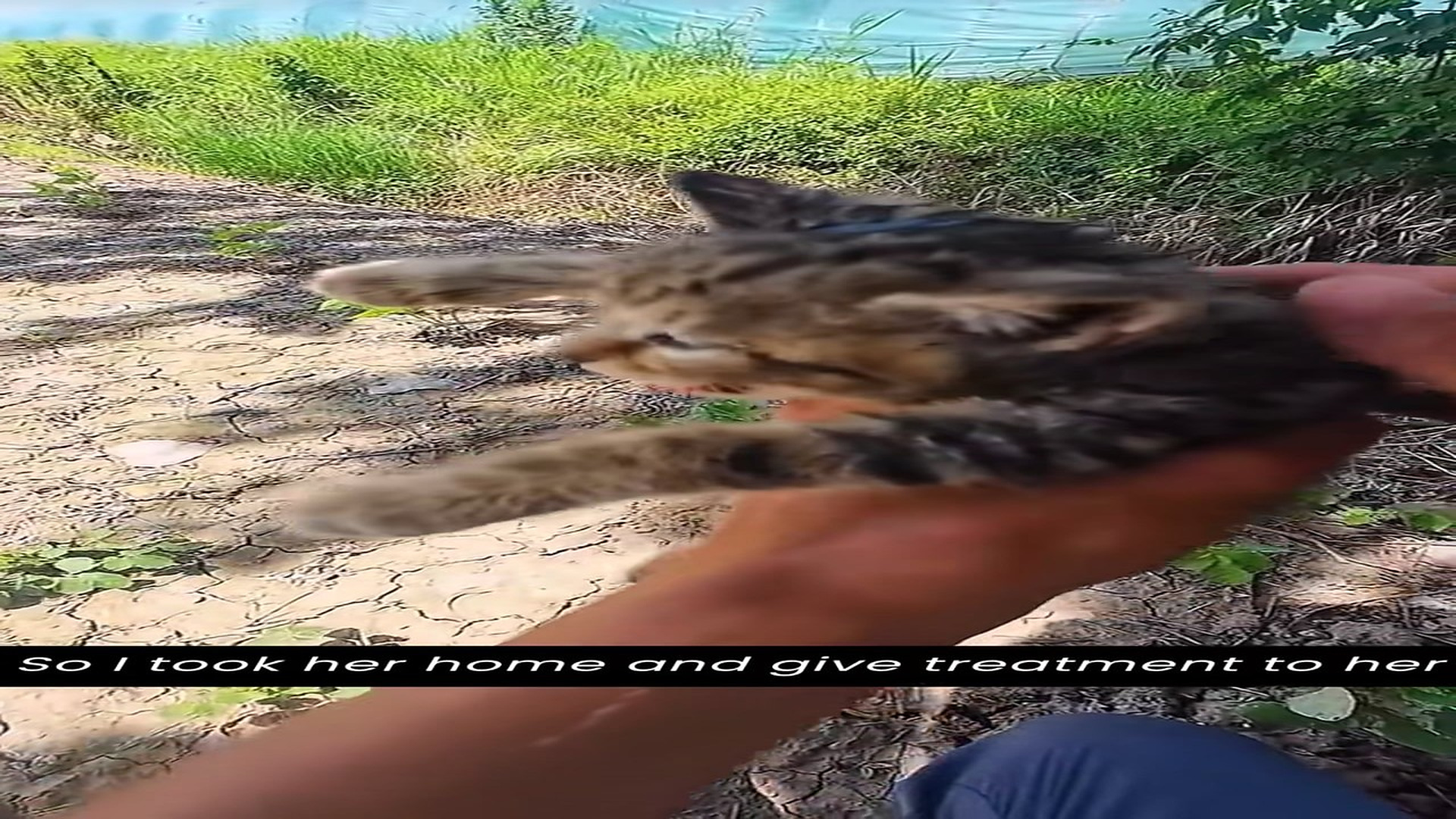 Part 2 : H2407013_You won't believe in your eyes,how a poor cat was rescued from dogs. �� #kindness #rescueanimals #_part2
