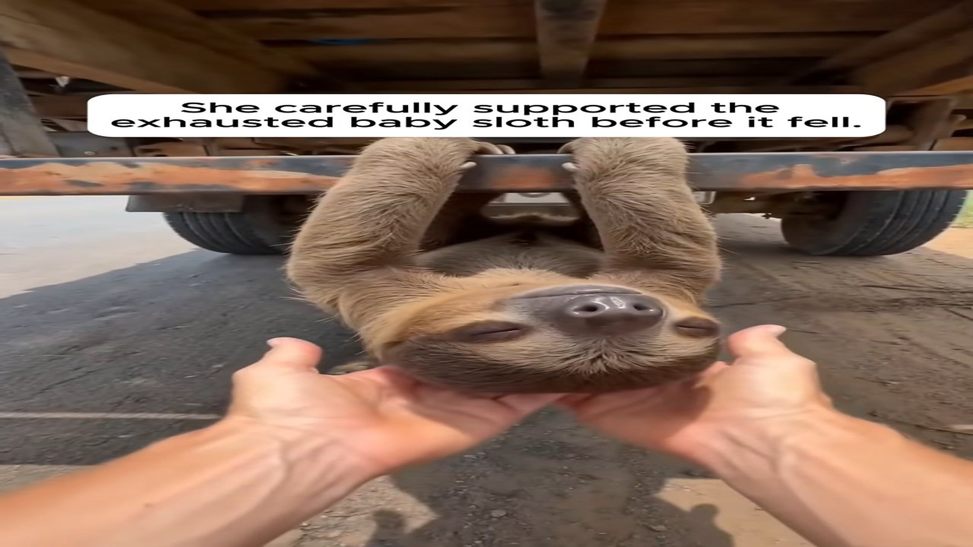Part 2 : H2407012_A Frightened Baby Sloth Was Trapped On A Moving Truck �#rescue #animals #wholesome #love #sloth_part2