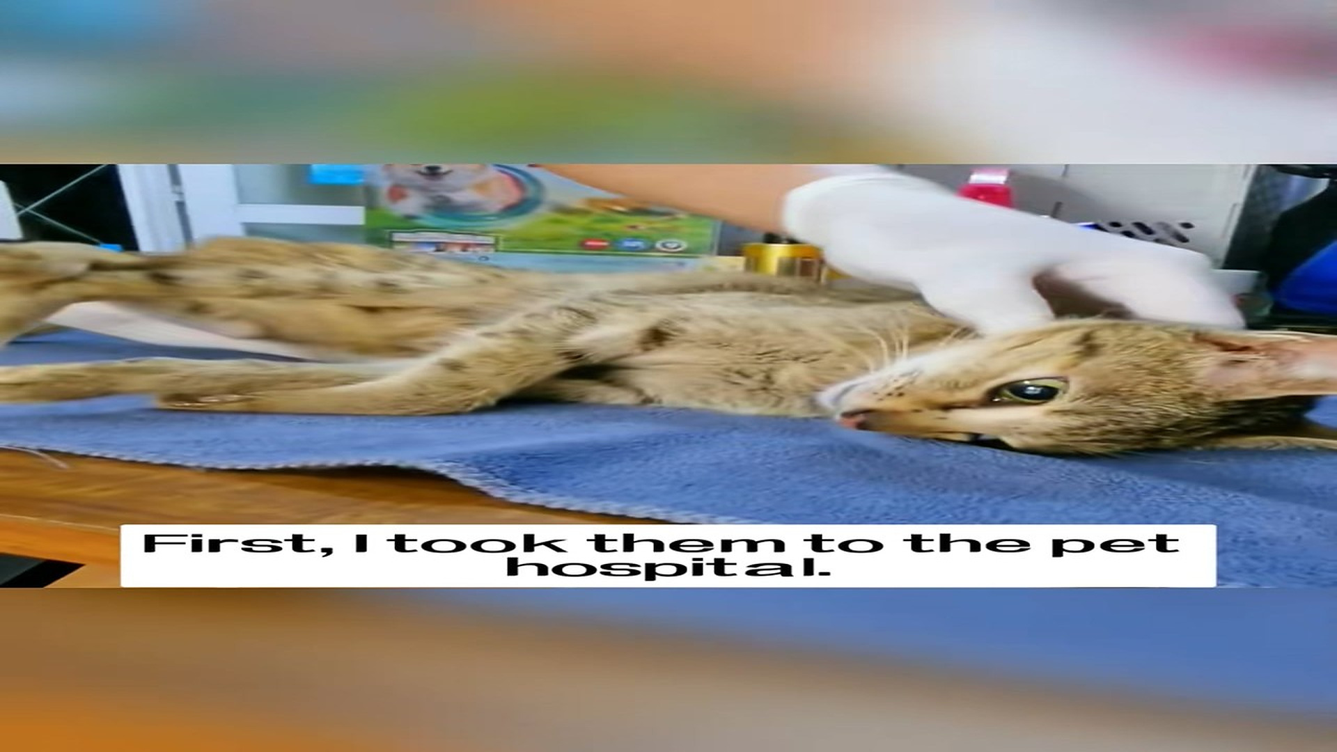 Part 2 : H2507008_I found a mother cat and a litter of kittens abandoned on the train tracks, and then…#rescue #animal_part2
