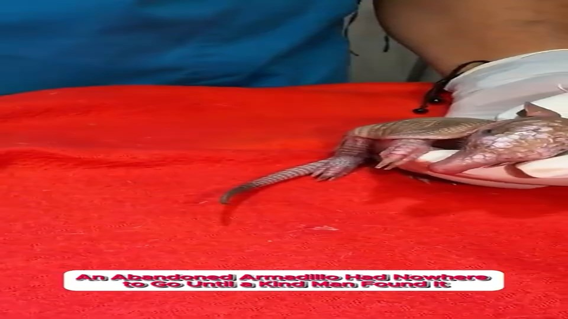 Part 2 : H2507014_#helping #rescur #animallove #animals_part2