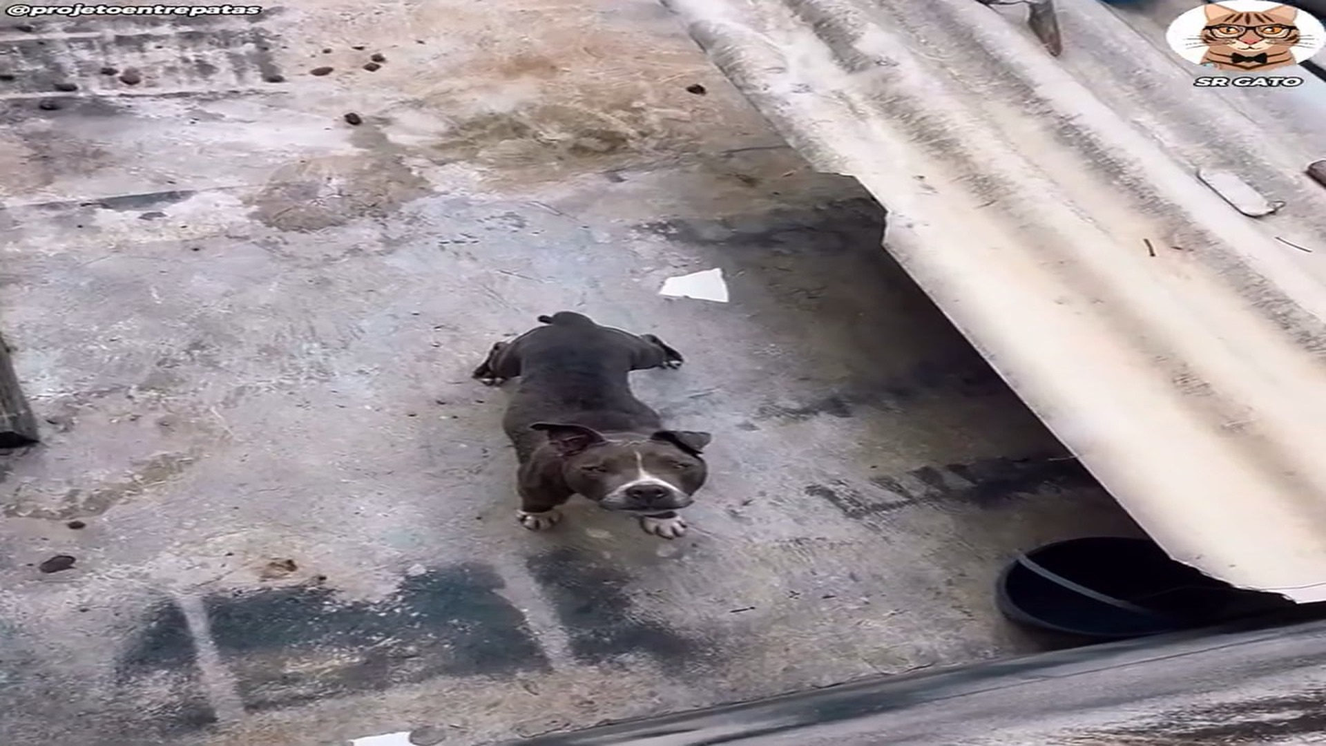 Part 2 : H2507011_1M views 10K reactions Su Dueño lo dejo en CASA y NO Volvio Sr Gato Historias