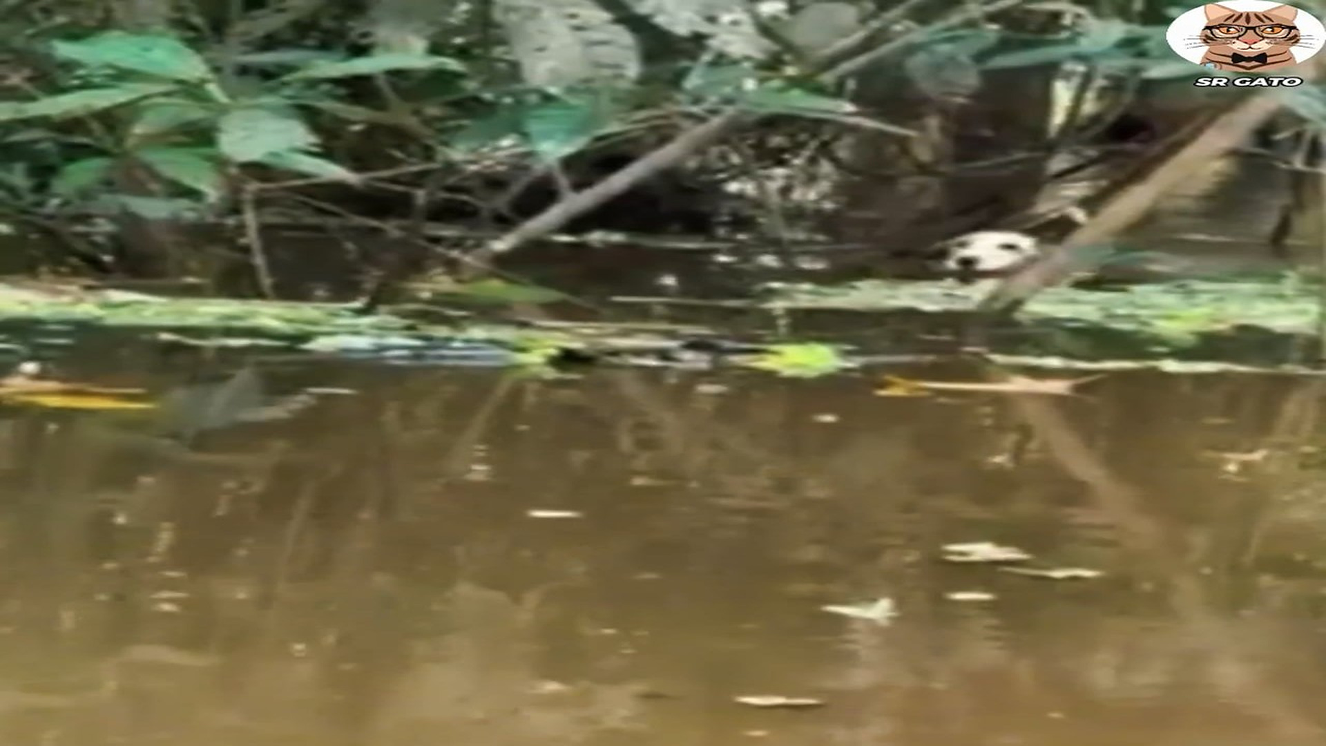 Part 2 : H2507004_1.2M views 126K reactions La ENCONTRARON en el RIO Amazonas Sr Gato Historias