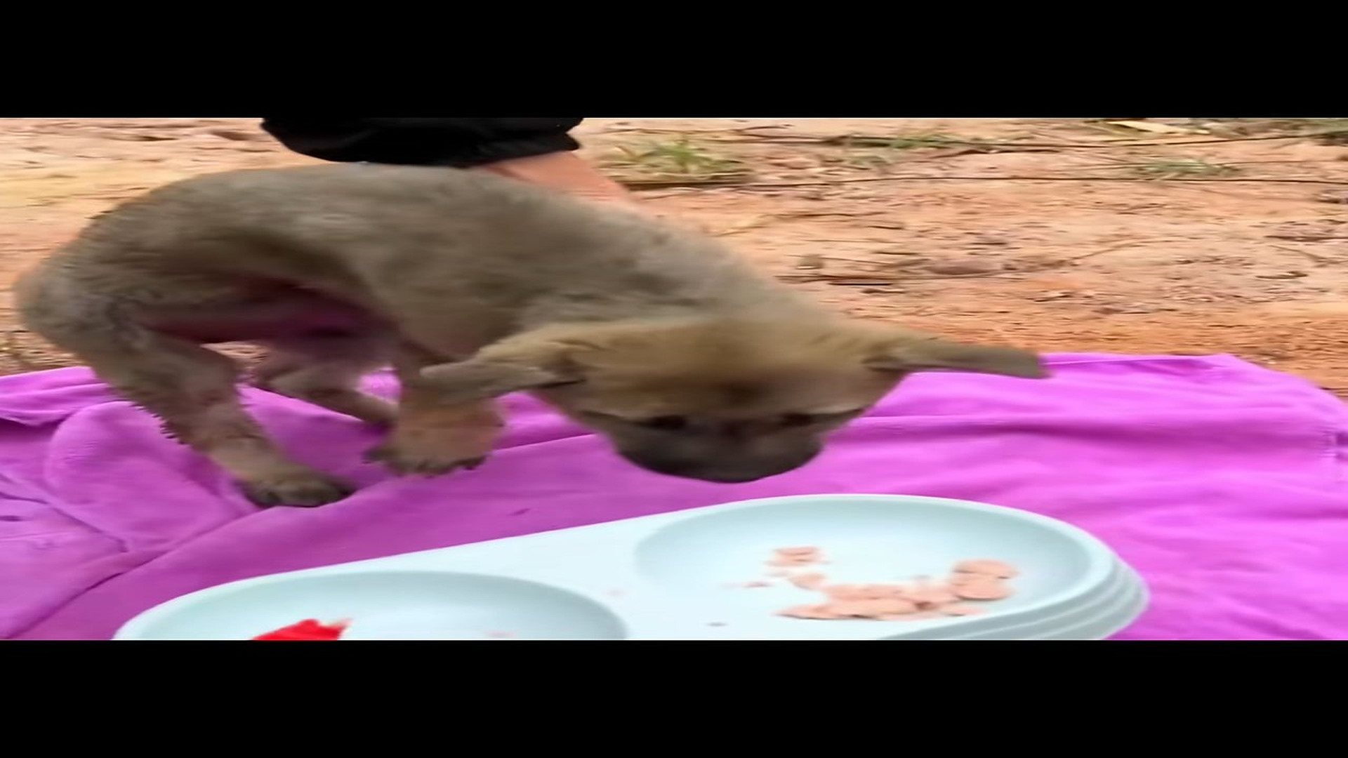 Part 2 : H2607001_Rescue a puppy #rescue #animal #animalsoftiktok #rescueanimals #rescuedog_part2