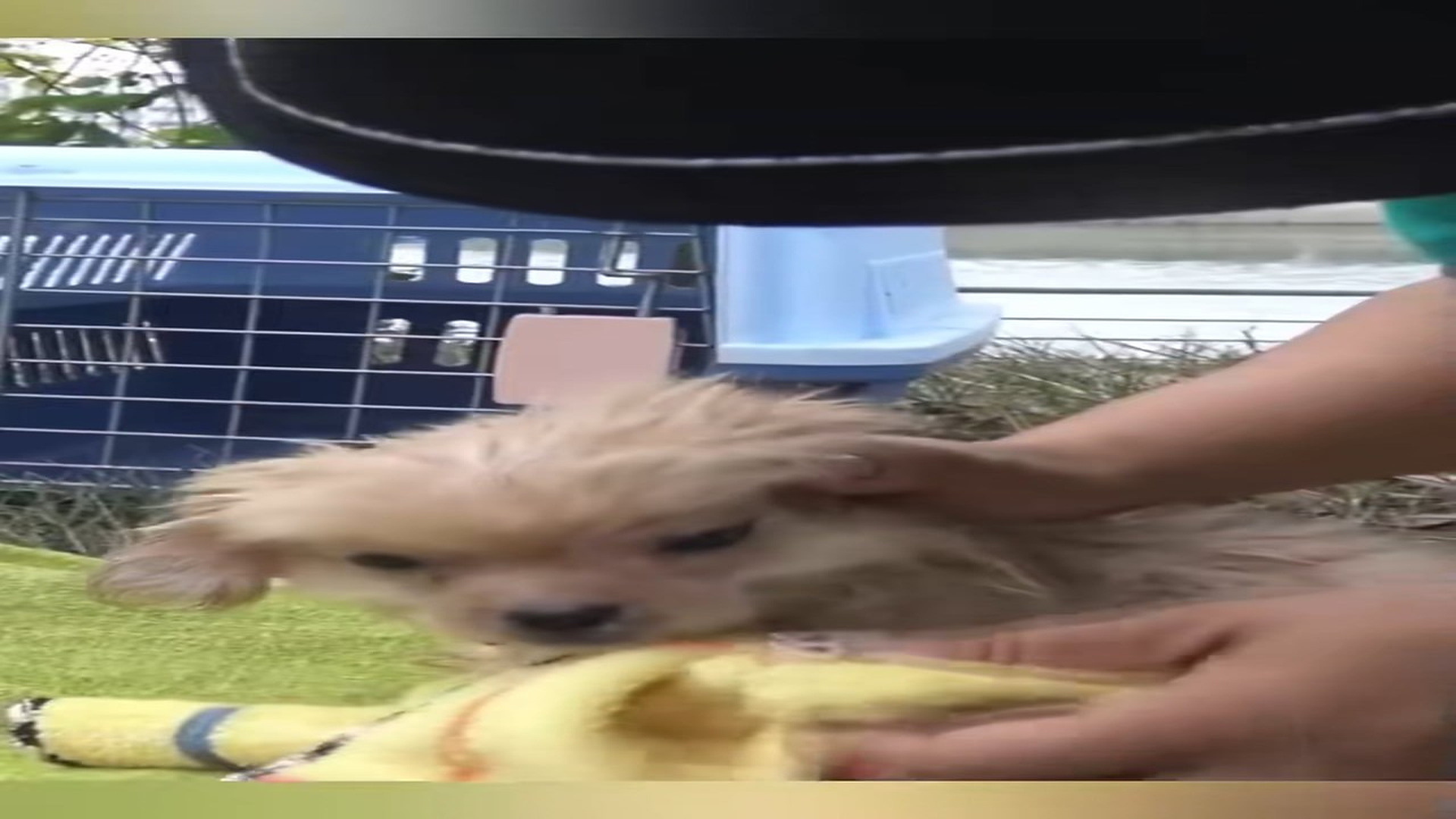 Part 2 : H2707006_Rescue a little dog . #rescue #animals #rescueanimals #dog #fyp_part2