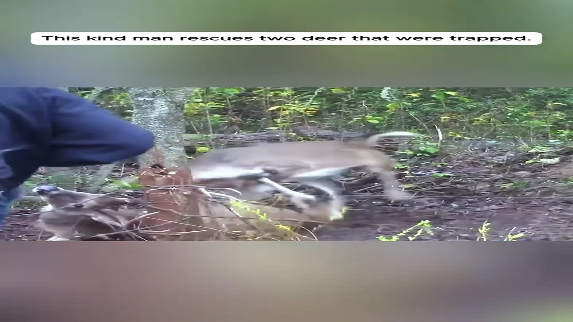 Part 2 : H3007014_This kind man rescues two deer that were trapped . #animals #animalrescue #deer #rescue #fyp_part2