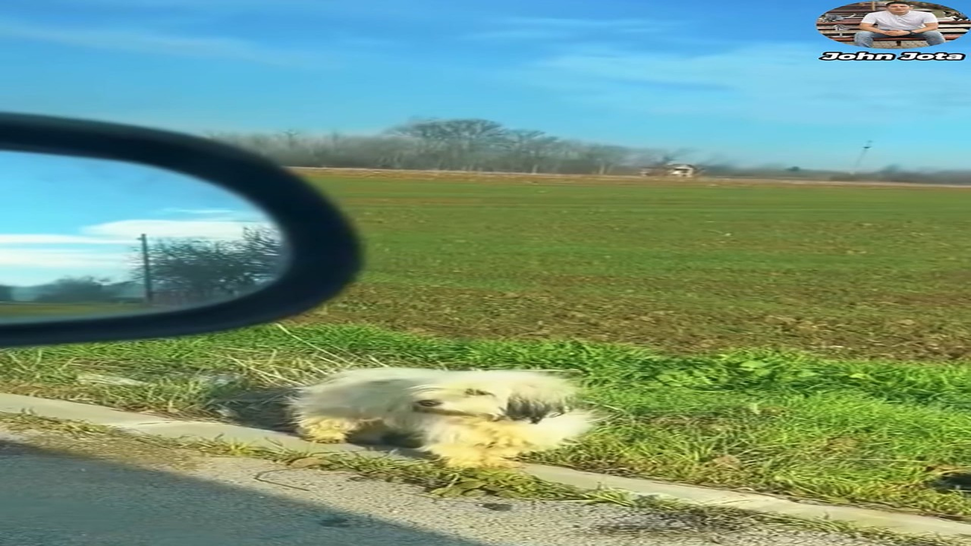 Full Video : H3007021_La dejaron en la carretera y aun así movió la cola