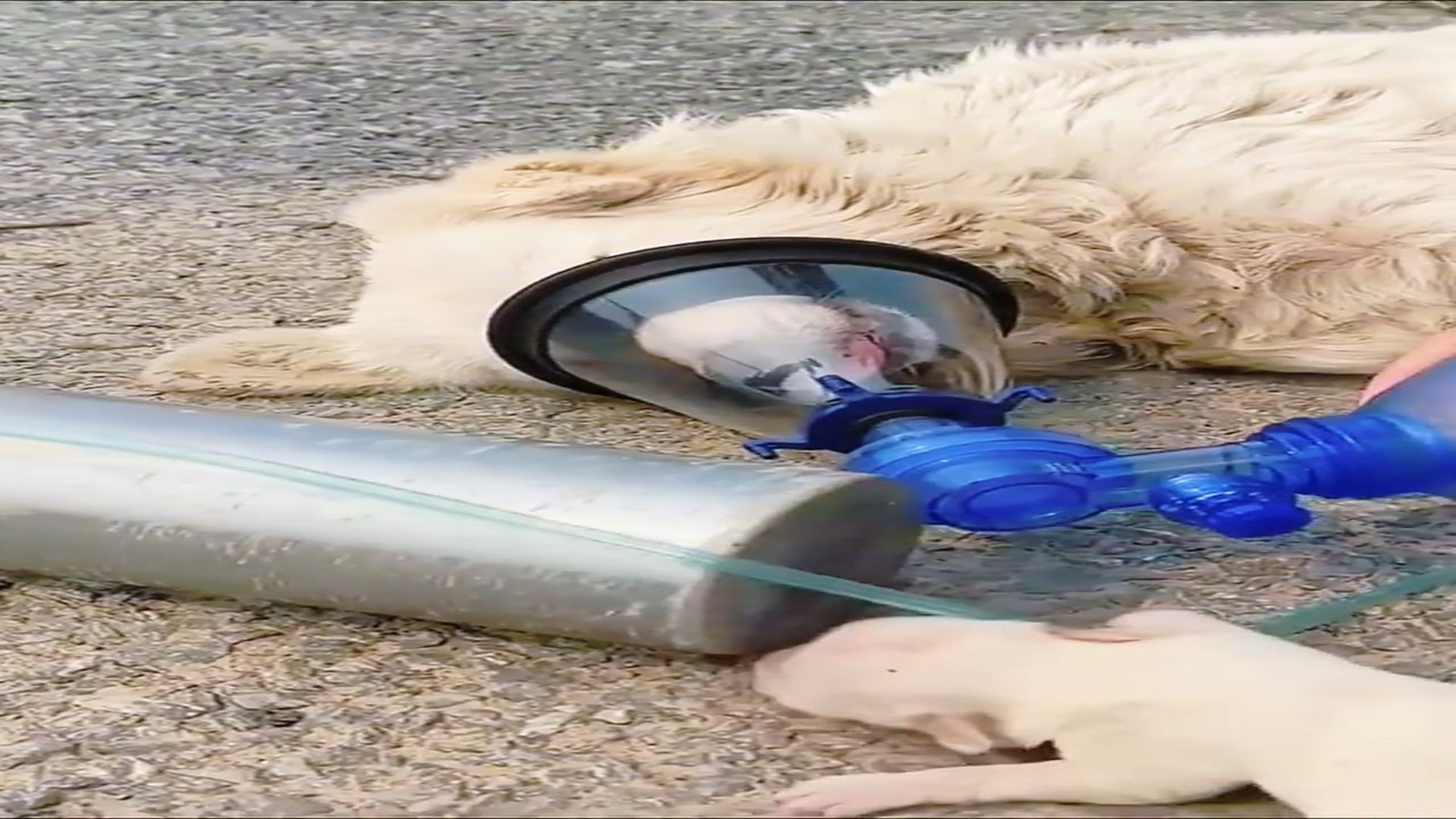 Part 2 : H3107001_588K views 23K reactions In freezing winter weather, poor mother dog devotedly cared her puppies fainted.... Cocomelon