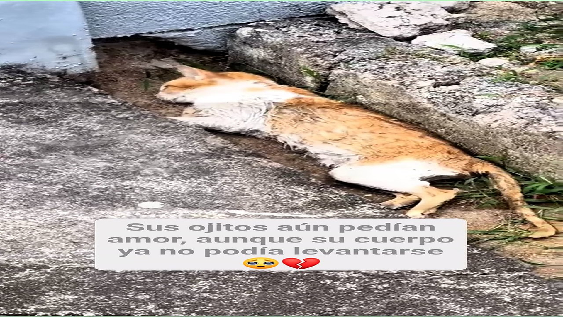 Full Video : H3107033_368K views 10K reactions En el suelo frío quedó un gatito, invisible para un mundo que pasó de l