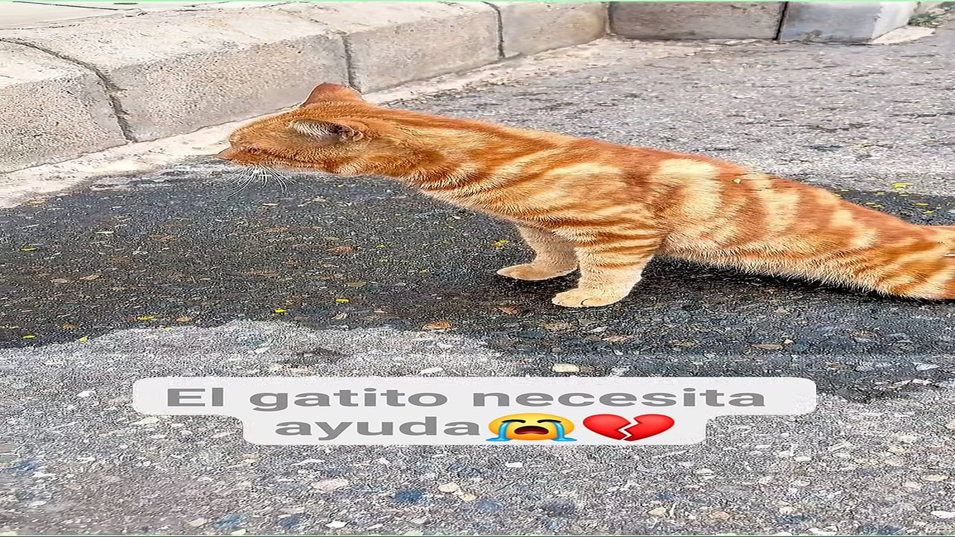 Full Video : H3107030_7K views 342 reactions Pobrecito gatito El Oso 2.0