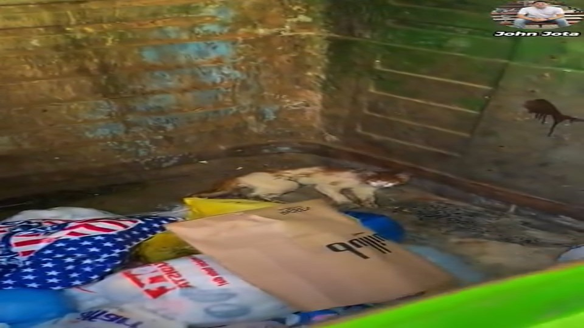 Full Video : H3107015_Vivía en la basura y aun así decidió confiar en humanos