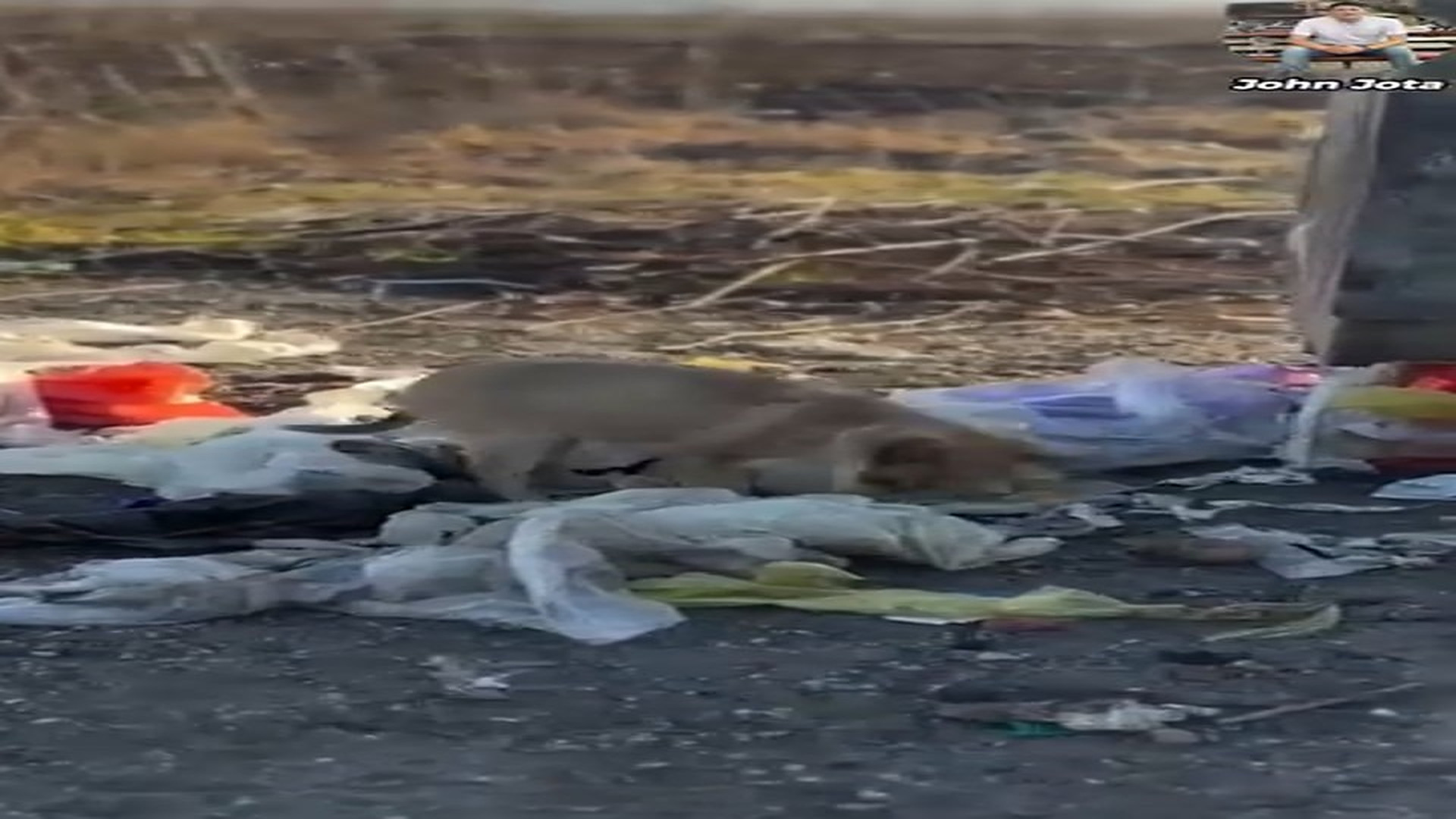 Full Video : H3107016_Movía la colita entre la basura sin saber que su vida iba a cambiar