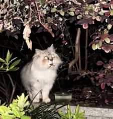 H0407020_I know you ve seen cat,but you ll never guess it s reaction #cat