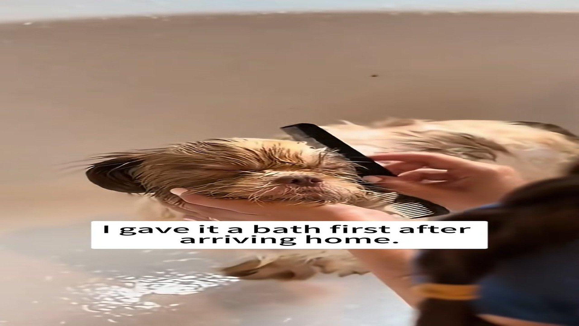 Part 2 : H0108003_Rescue poor dog #rescue #animals #dog_part2