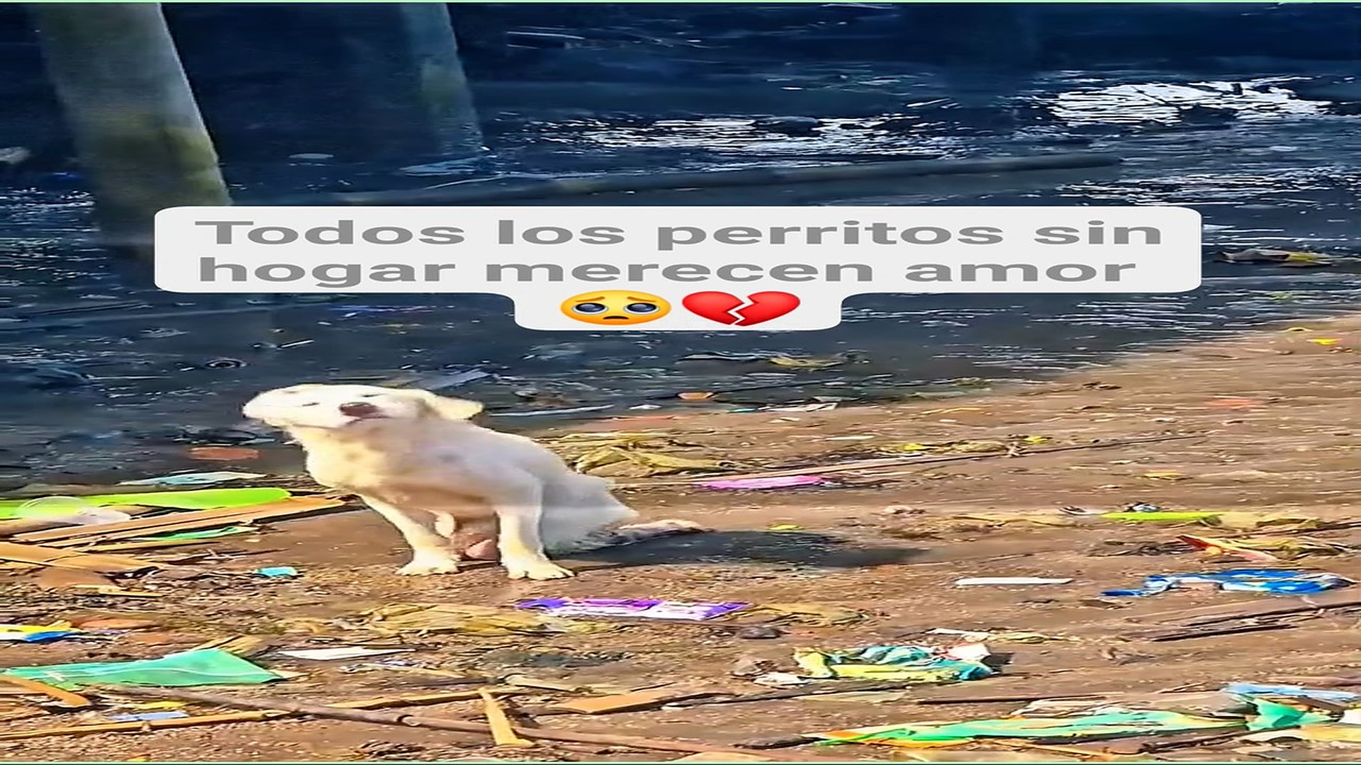 Full Video : H0108020_6K views 445 reactions Por favor siempre ayudemos a los perritos callejeros El Oso 2.0