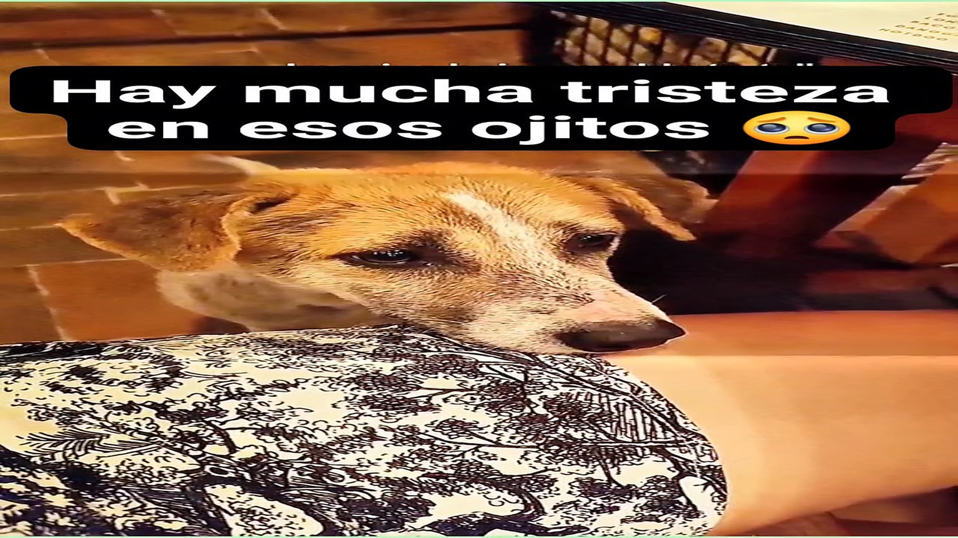 Full Video : H0108019_10K views 846 reactions Bendice aún perrito callejero siempre #perrosfelices #perritos #fblif