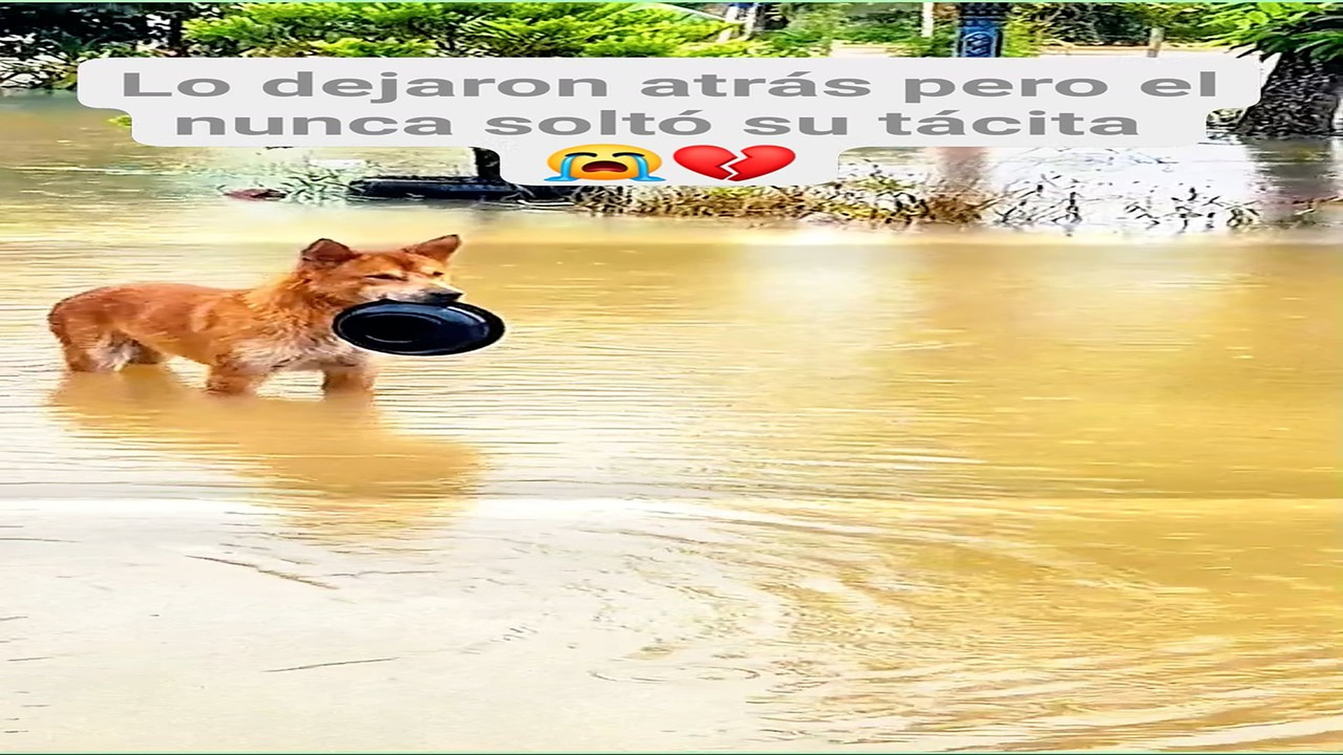 Full Video : H0108018_32K views 2.6K reactions Como pueden abandonar a éstos angelitos #perrosfelices #perritos #fb