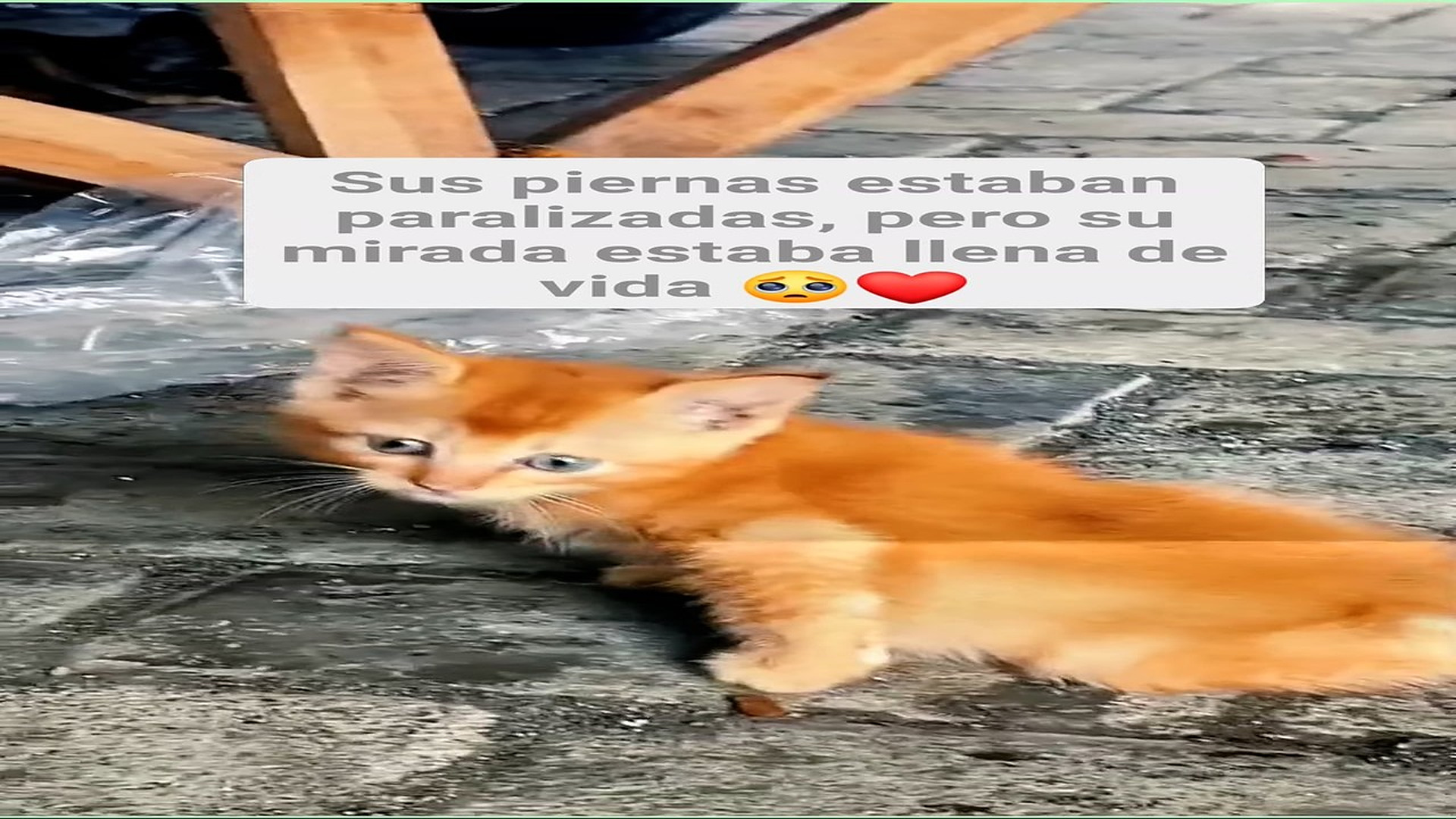 Full Video : H0108016_316K views 10K reactions Sus piernas están paralizadas, pero su ternura es imparable El Oso