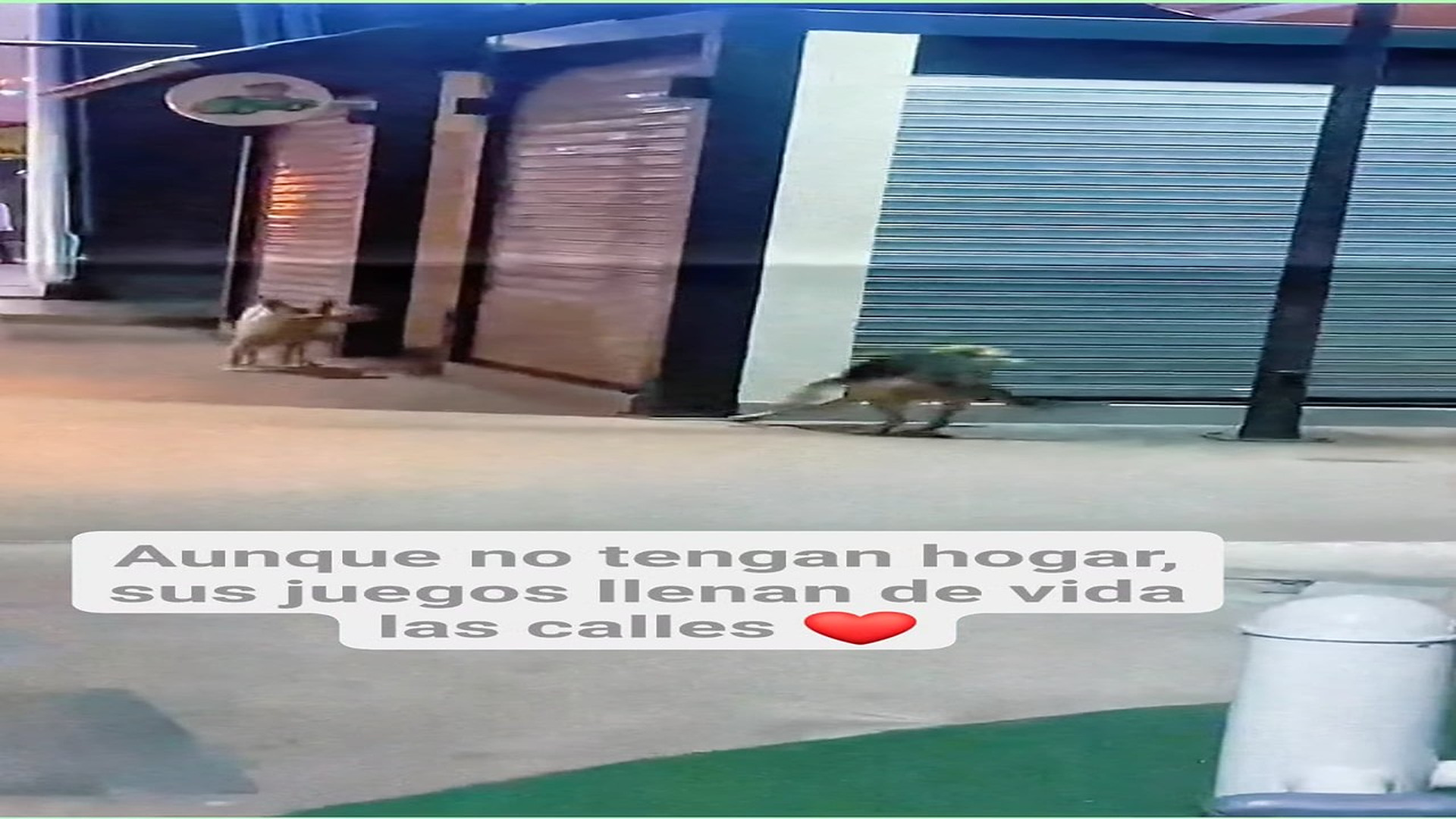 Full Video : H0108013_2.1M views 110K reactions Un perrito jugando es la prueba de que la felicidad es simple El O