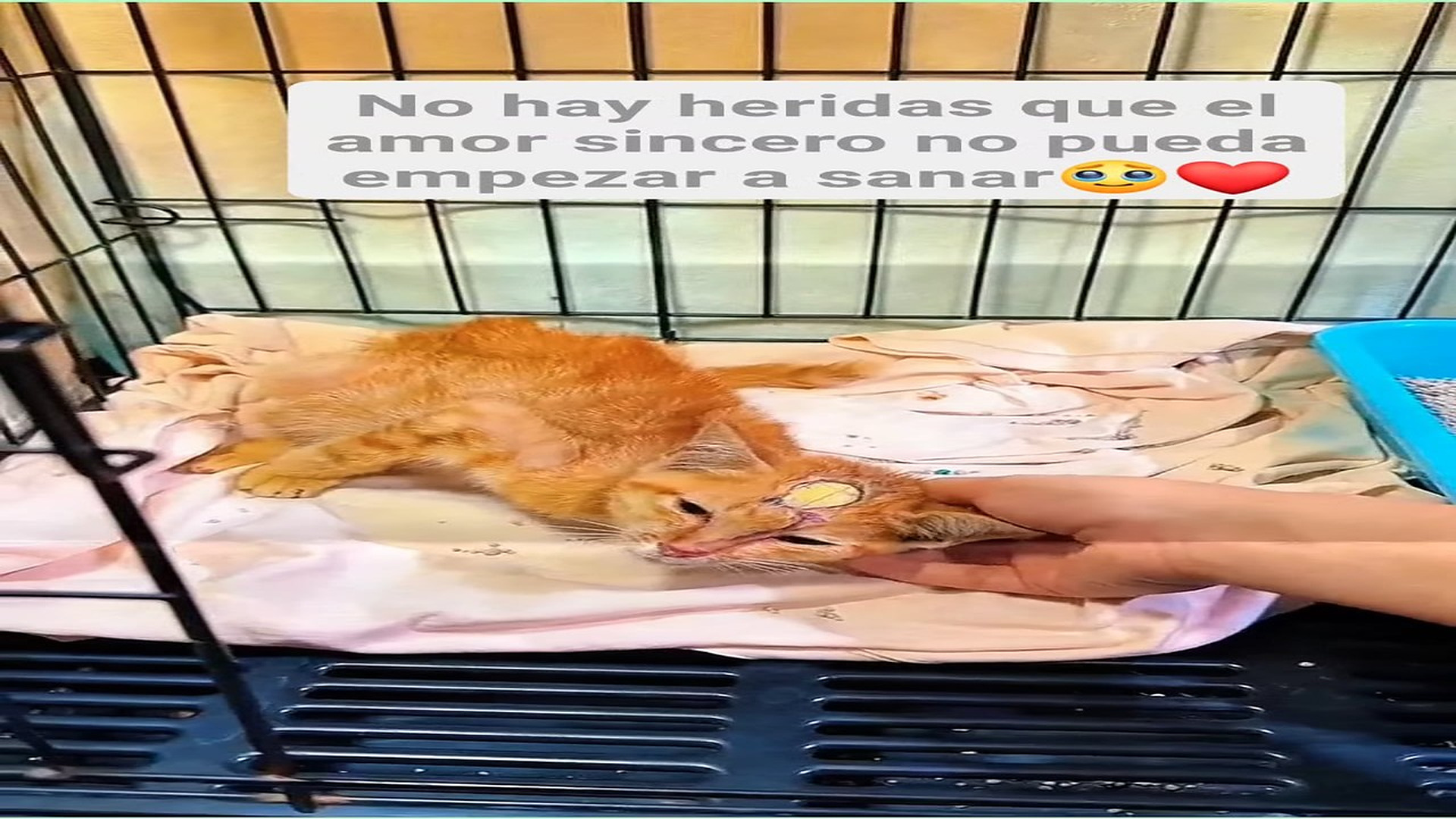 Full Video : H0108011_13K views 965 reactions Su vida también merece esperanza y cariño #michis #catlover #fblifesty