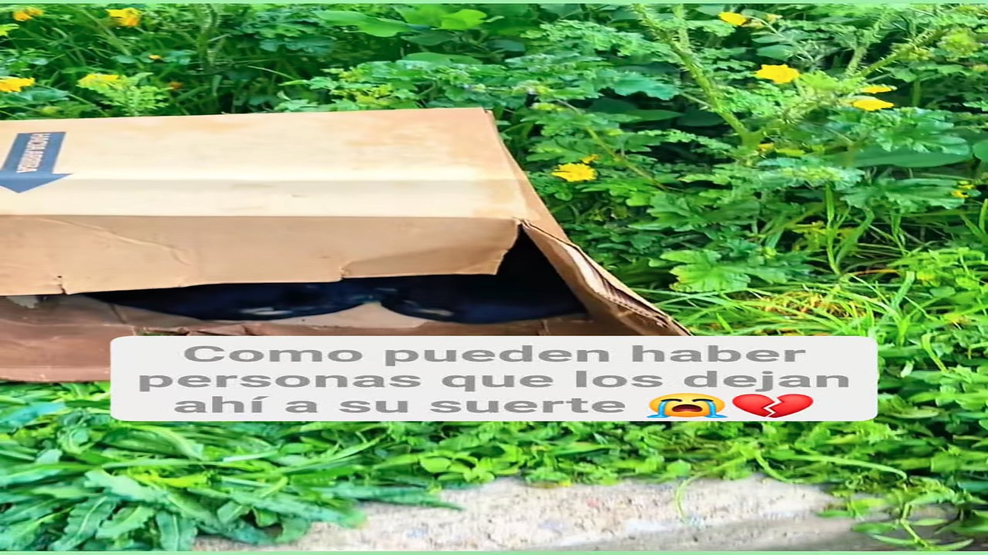 Full Video : H0108046_5.4K views 319 reactions Esas caritas tan inocentes no entiendo como es que existen personas que