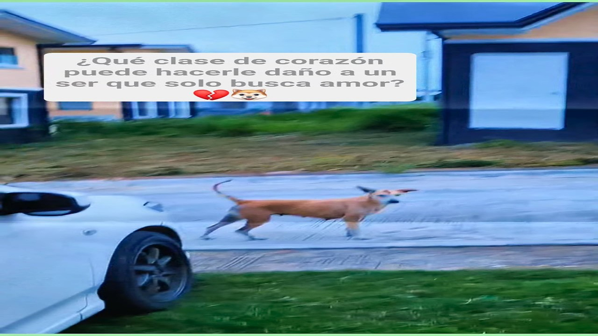 Full Video : H0108048_5.2K views 364 reactions Basta de crueldad hacia los animales sin hogar. El Oso 2.0
