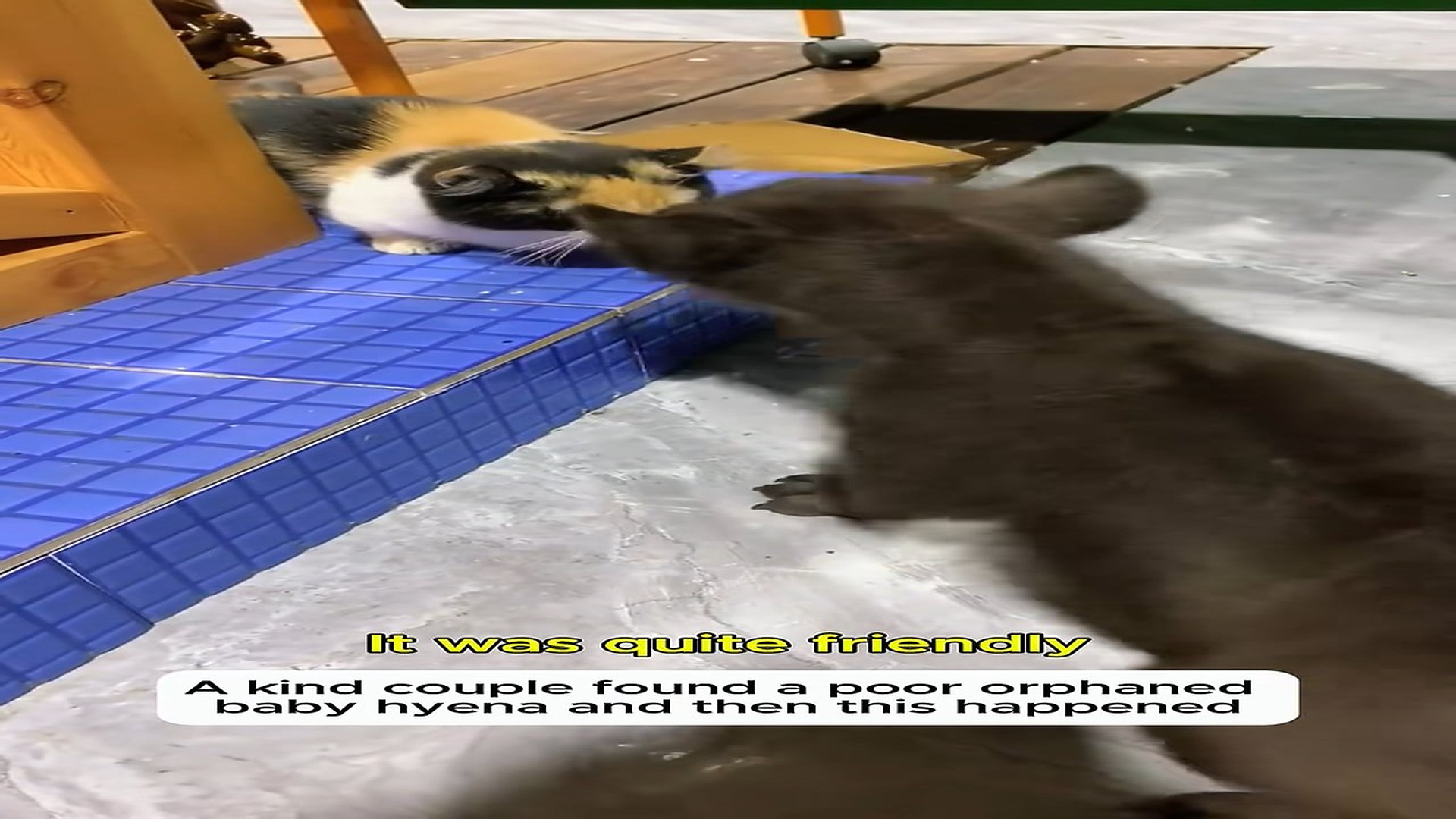H0308011_A baby hyena! Could that be its mother_#usa #rescue #kindness #animal_part2