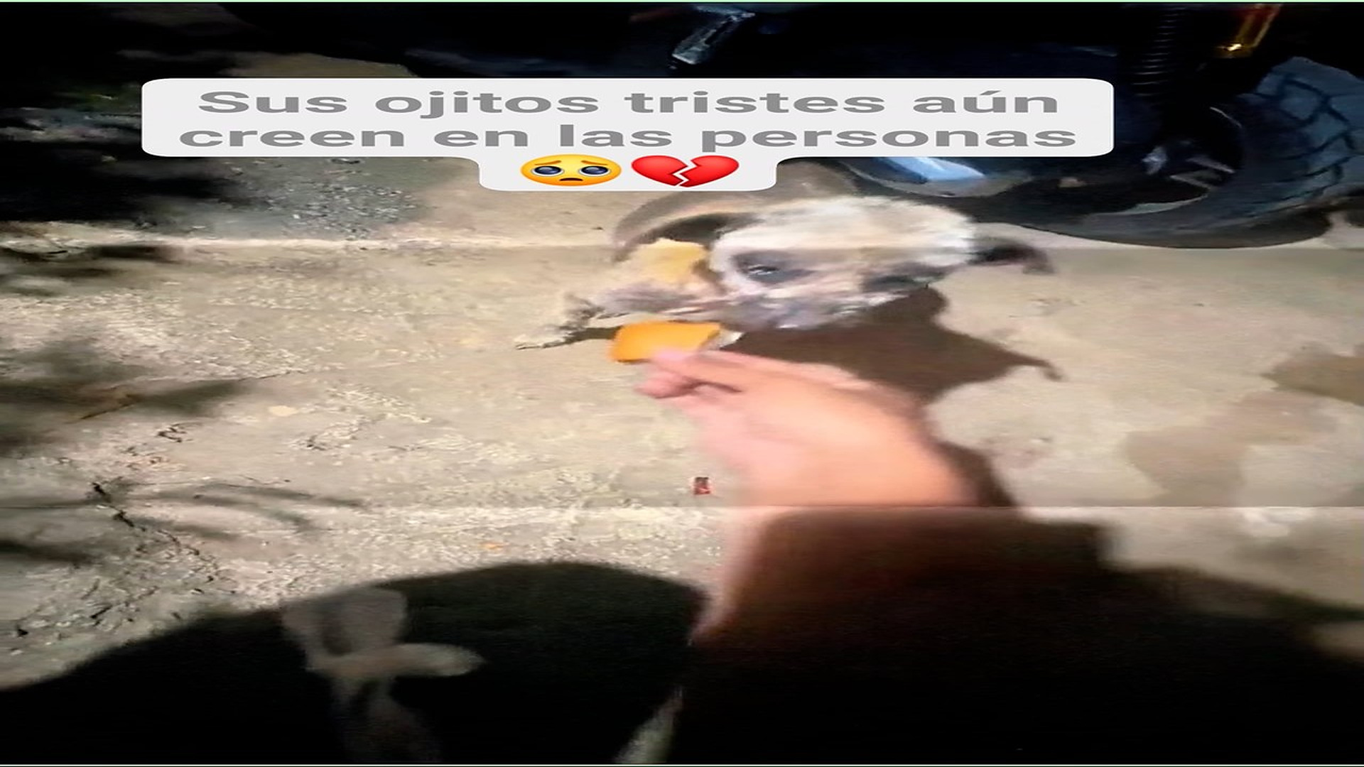 H0308005_20K views 2.2K reactions Ellos confían incluso después de que el mundo les falló #perritos #fbl