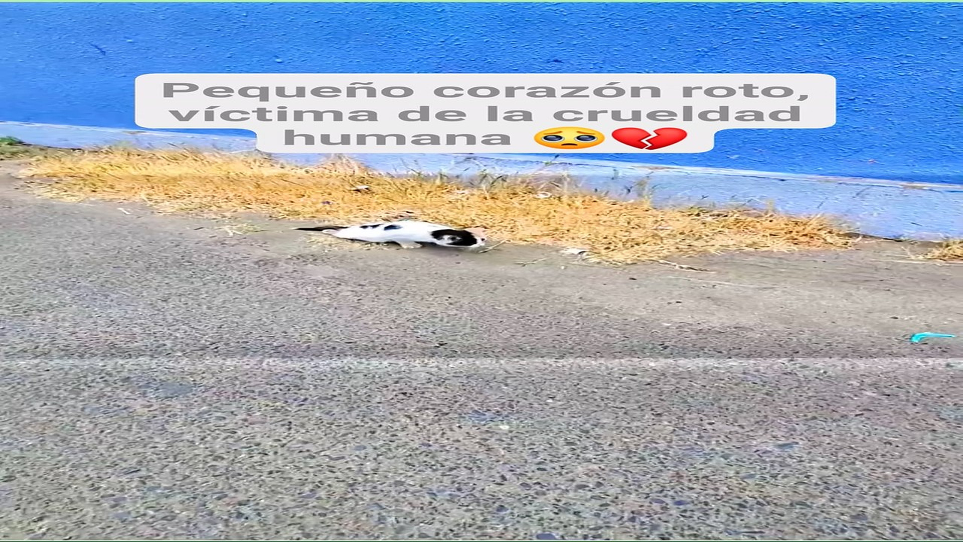 H0308006_108K views 7.2K reactions Qué clase de ser humano puede dejar un gatito herido en la calle