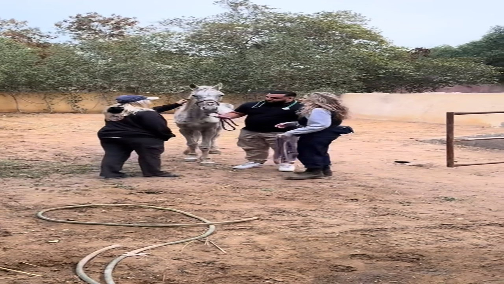 H0408013_#rescuehorse #rescueanimals #viralvideo #petrescue_part2