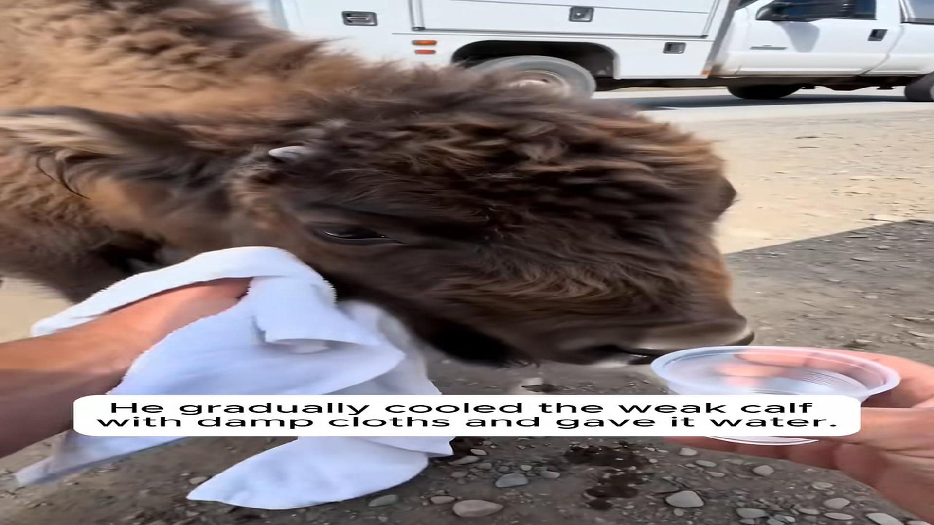 H0408006_He Found A Helpless Musk Ox Trapped In A Heatwave � #rescue #animals #wholesome #love #ox_part2