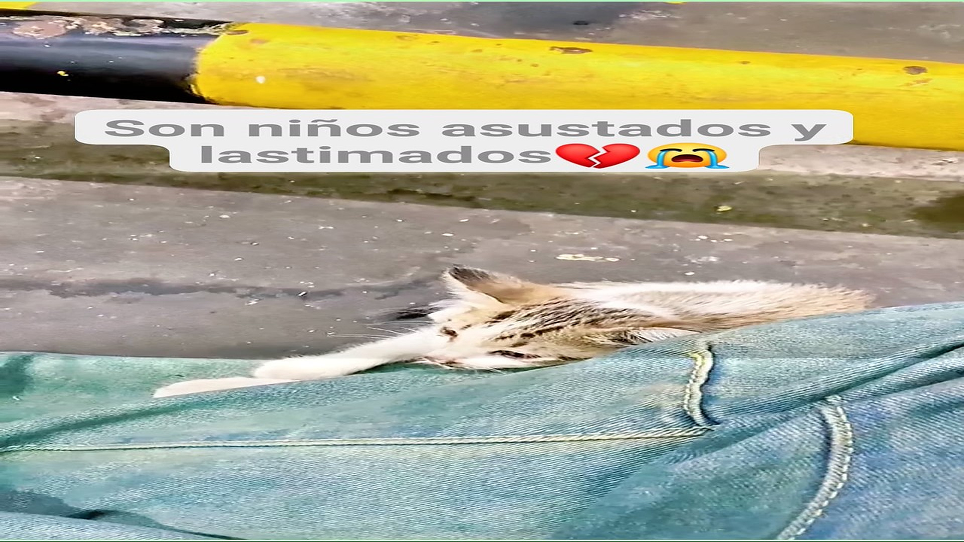 H0408030_9.3K views 770 reactions Por favor no abandonen a los animales ni los lastimen, ellos merecen am