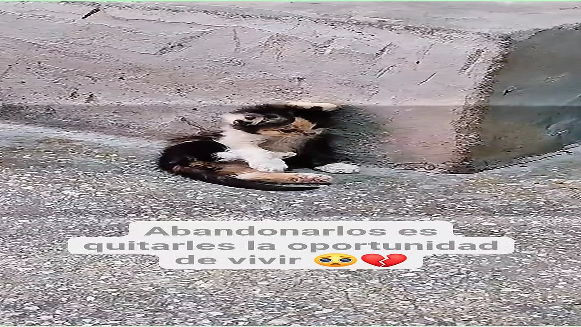 H0408010_627K views 10K reactions Demasiado inocente para el abandono El Oso 2.0