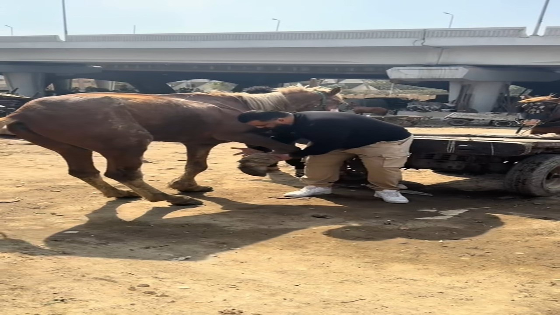 Part 2 : H0508009_#rescuehorse #petRescue #rescueanimals #_part2