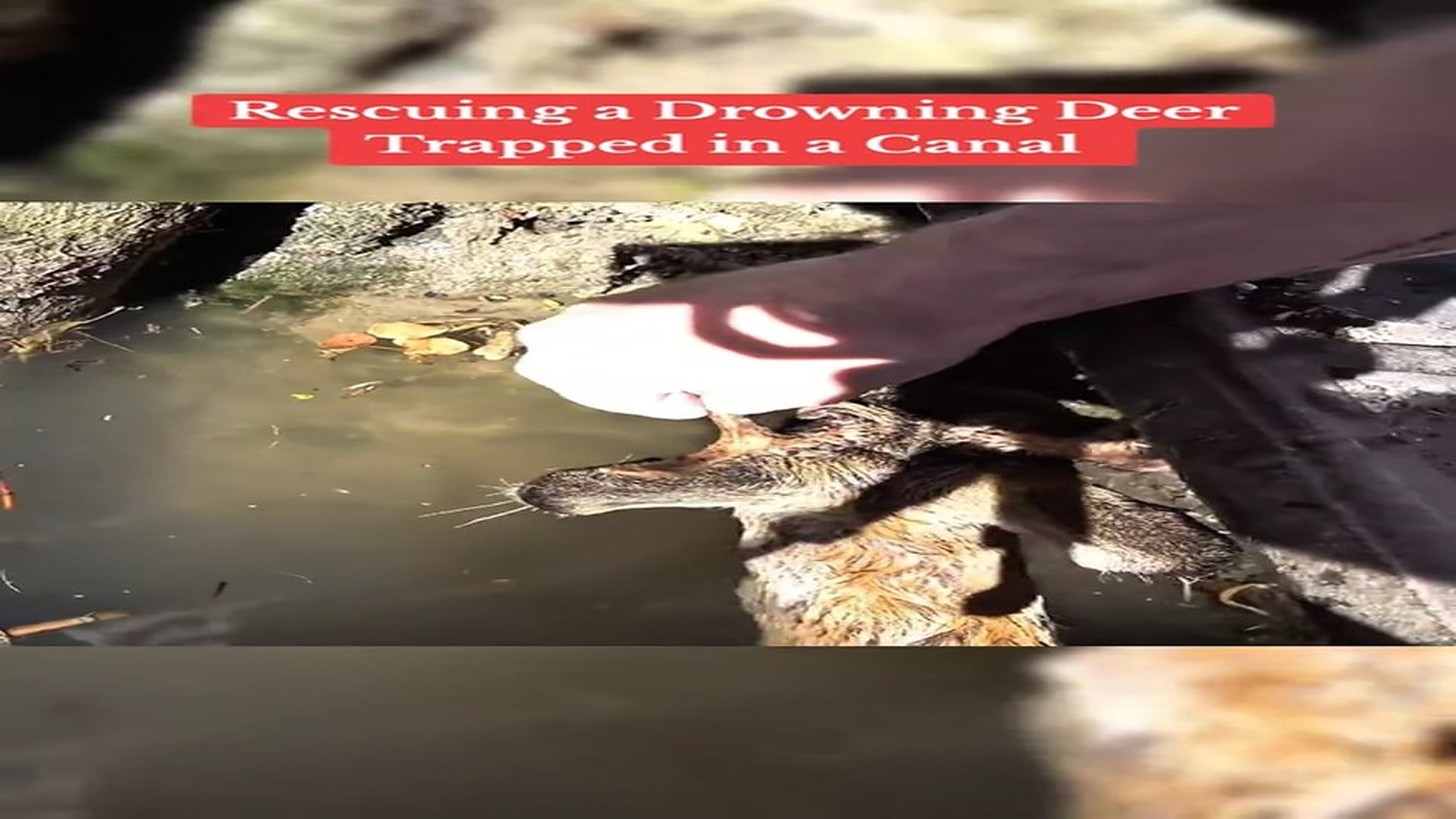 Part 2 : H0508011_Rescuing a Drowning Deer Trapped in a Canal #rescue #deer #animals #fyp_part2