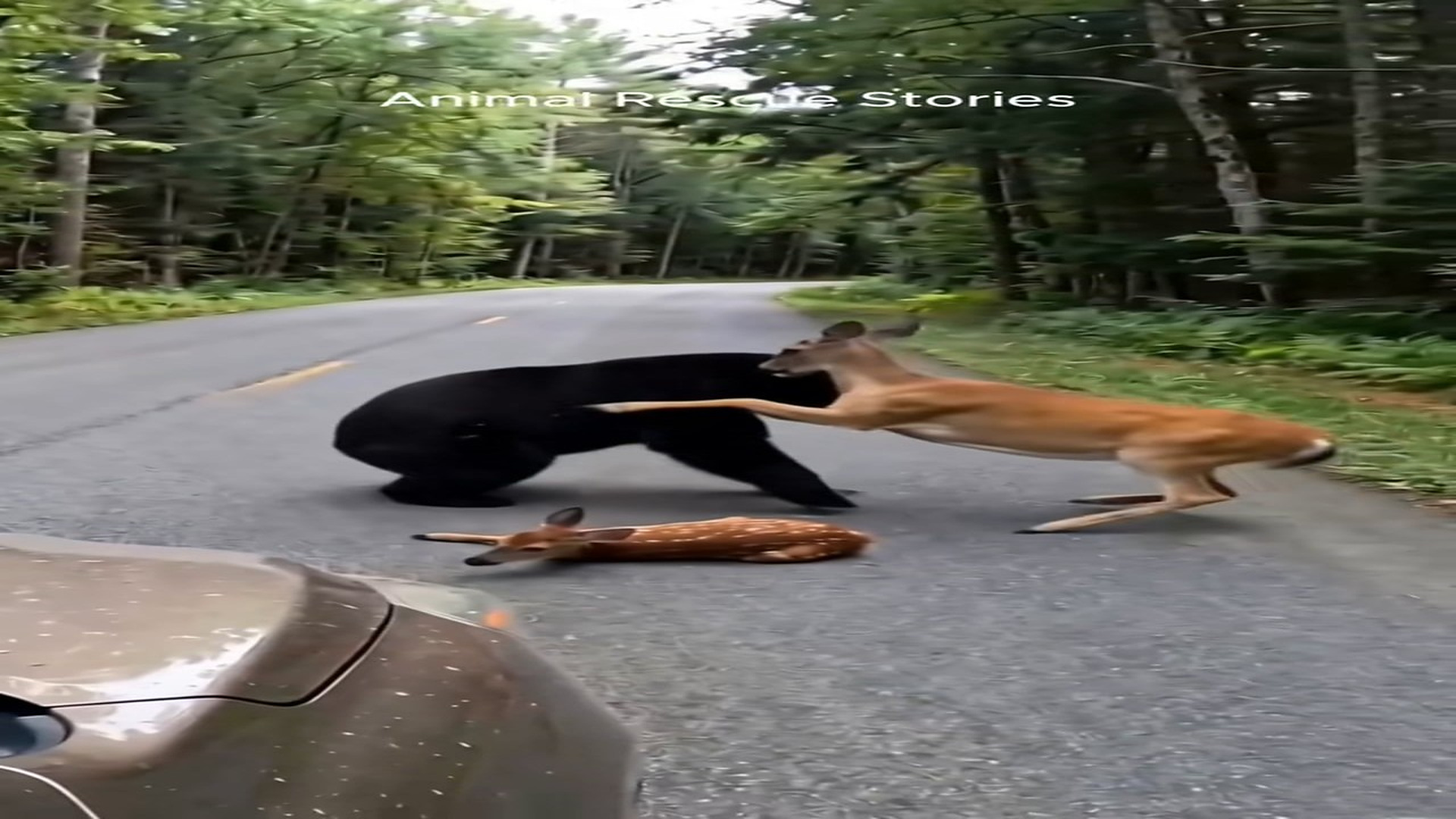 Part 2 : H0508008_a brave mother doe saves her fawn from a vicious bear #nature #animals #animalrescue #wildlife #deer_part2