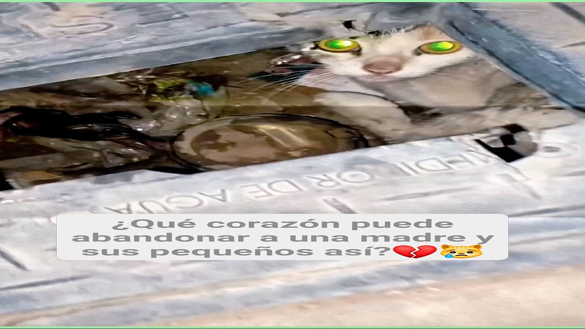 Full Video : H0508024_3.4K views 166 reactions Nos hace humanos respetar y cuidar a los animalitos que creo el rey de