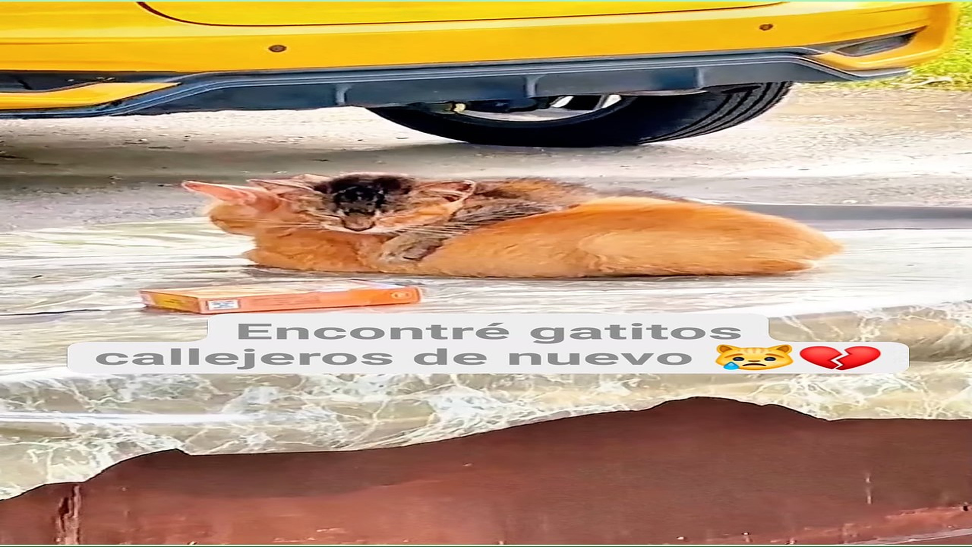 Full Video : H0508018_4.4K views 285 reactions Necesitan un lugar seguro #catlover El Oso 2.0