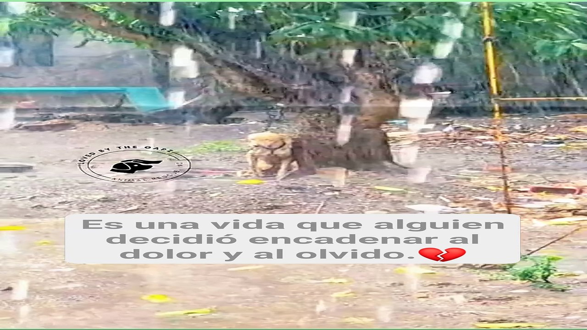 Full Video : H0508020_208K views 10K reactions A veces, el peor castigo para un alma inocente no es el abandono... es