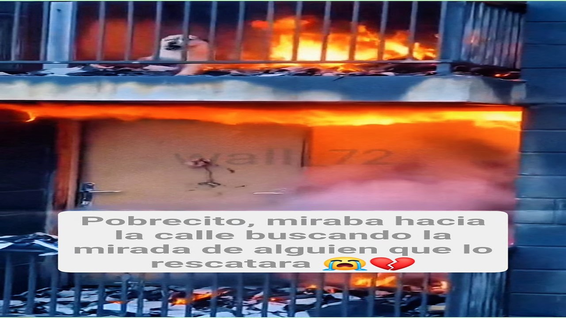 Full Video : H0508010_467K views 10K reactions Ellos también sienten miedo, también esperan ser salvados El Oso 2