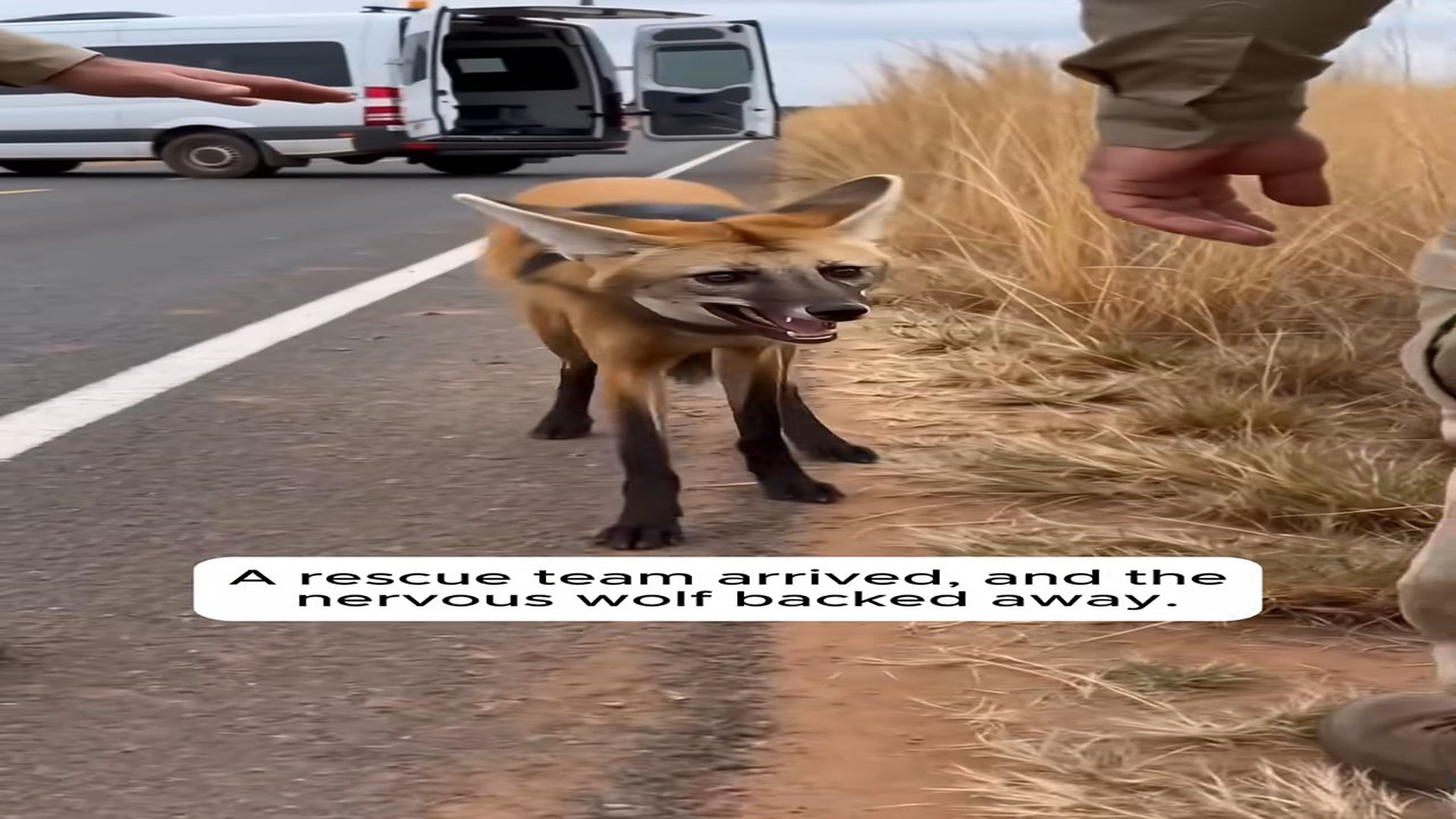 Part 2 : H0608007_A Helpless Maned Wolf Could Not Close Its Mouth �#Love #animallover #wholesome #rescue #wolf_part2