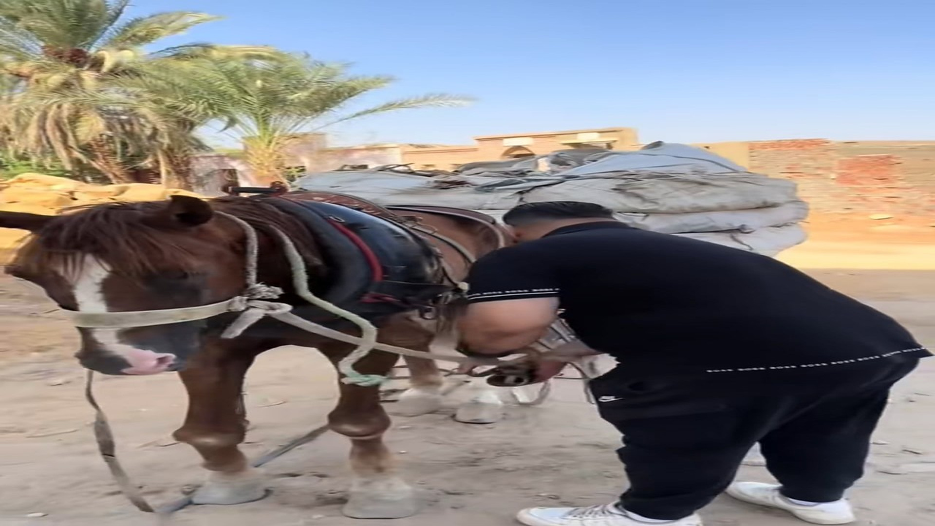 Part 2 : H0608010_#rescuehorse #petRescue #rescueanimals #rescue_part2